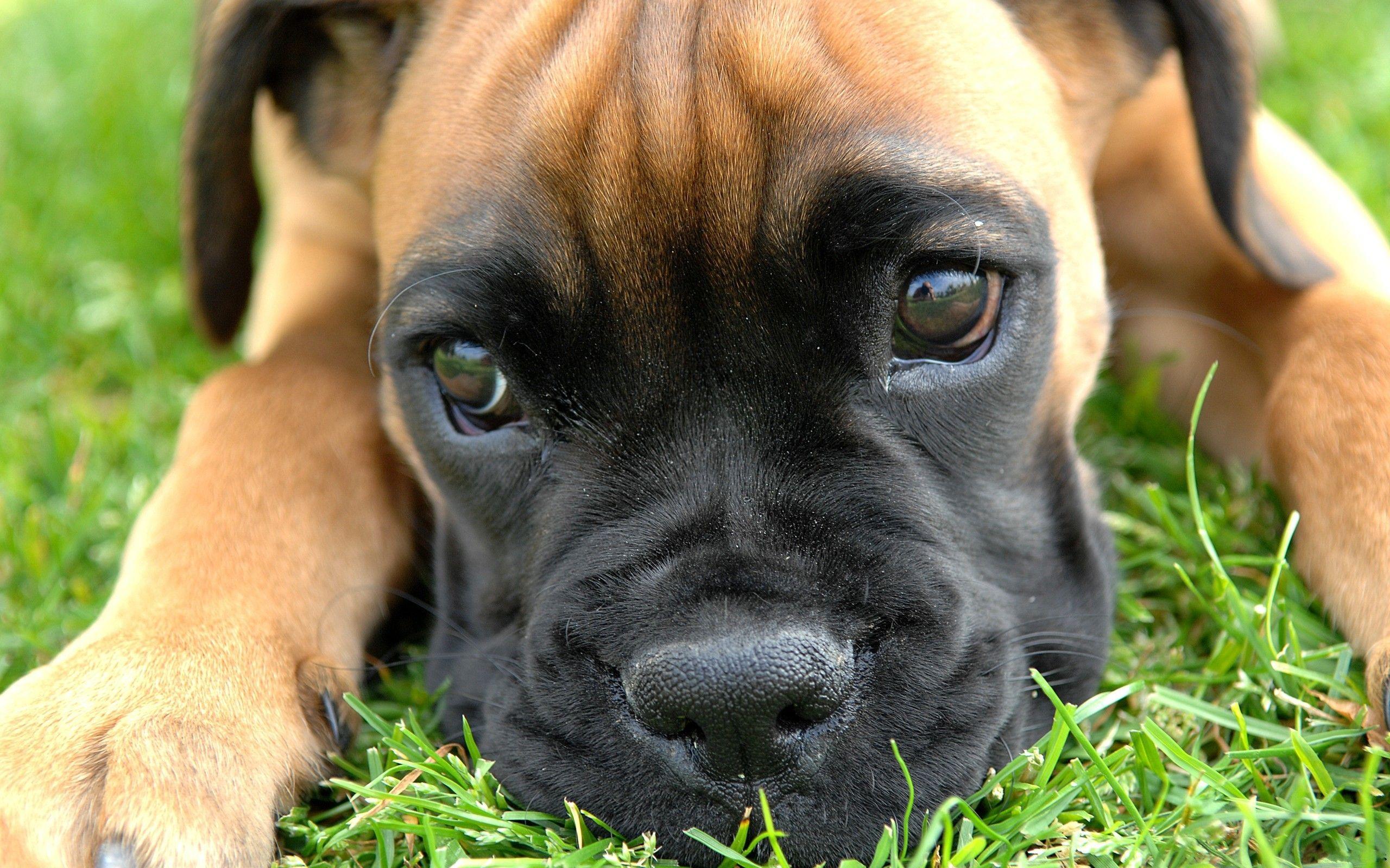 Boxer Puppy Wallpapers - Top Free Boxer Puppy Backgrounds - WallpaperAccess