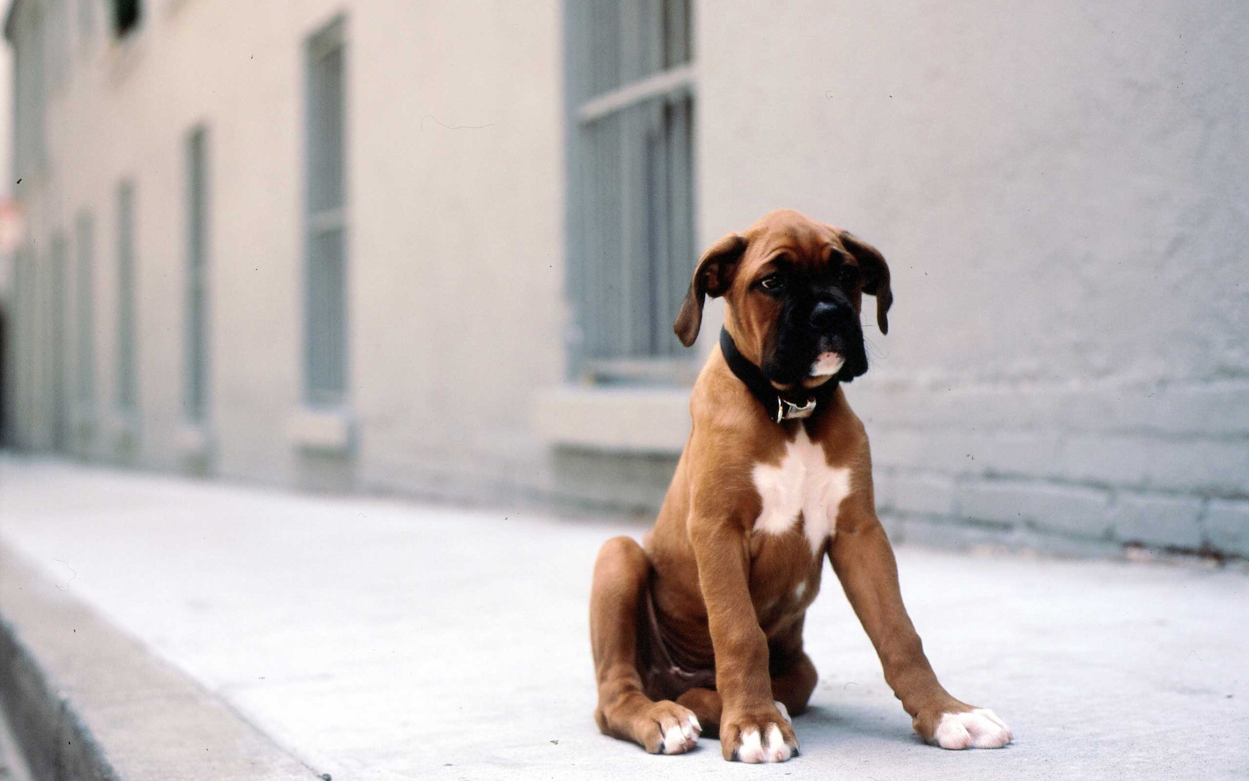 2560x1600 Boxer puppy wallpaper