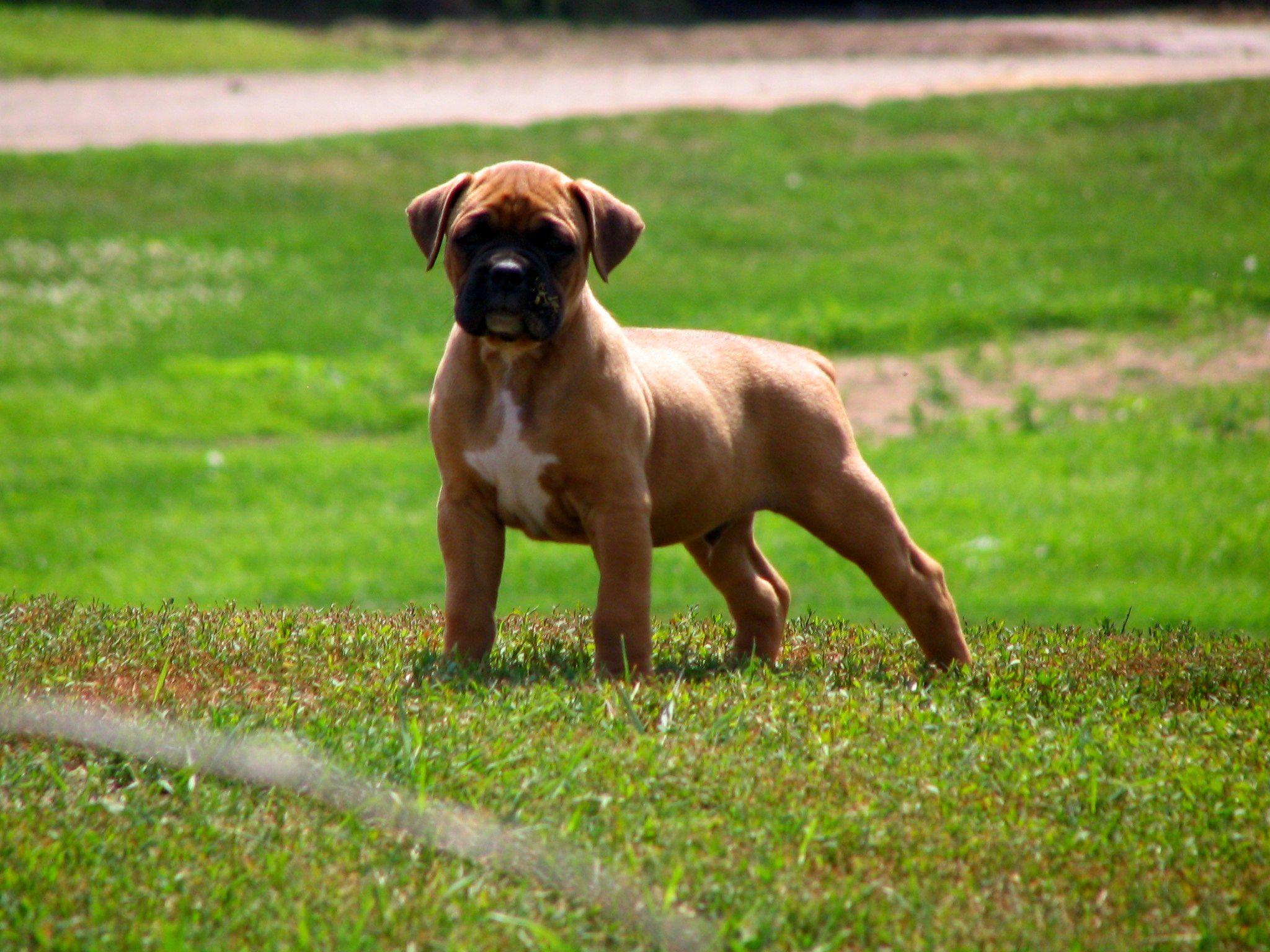 2048x1536 Boxer Dog Puppy Wallpaper Photo 62527 2048x1536px