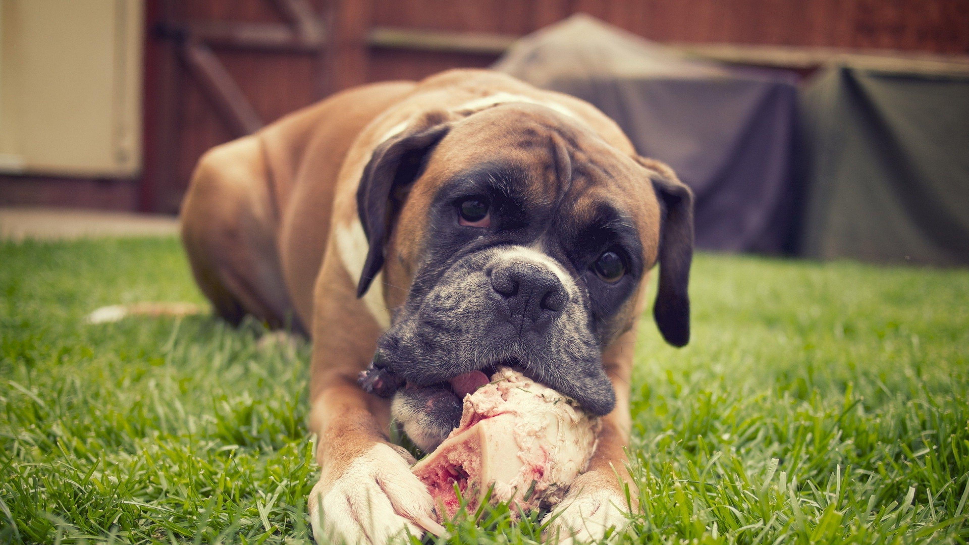 3840x2160 Boxer Dog, HD Animals, 4k Wallpaper, Image, Background, Photo and Picture