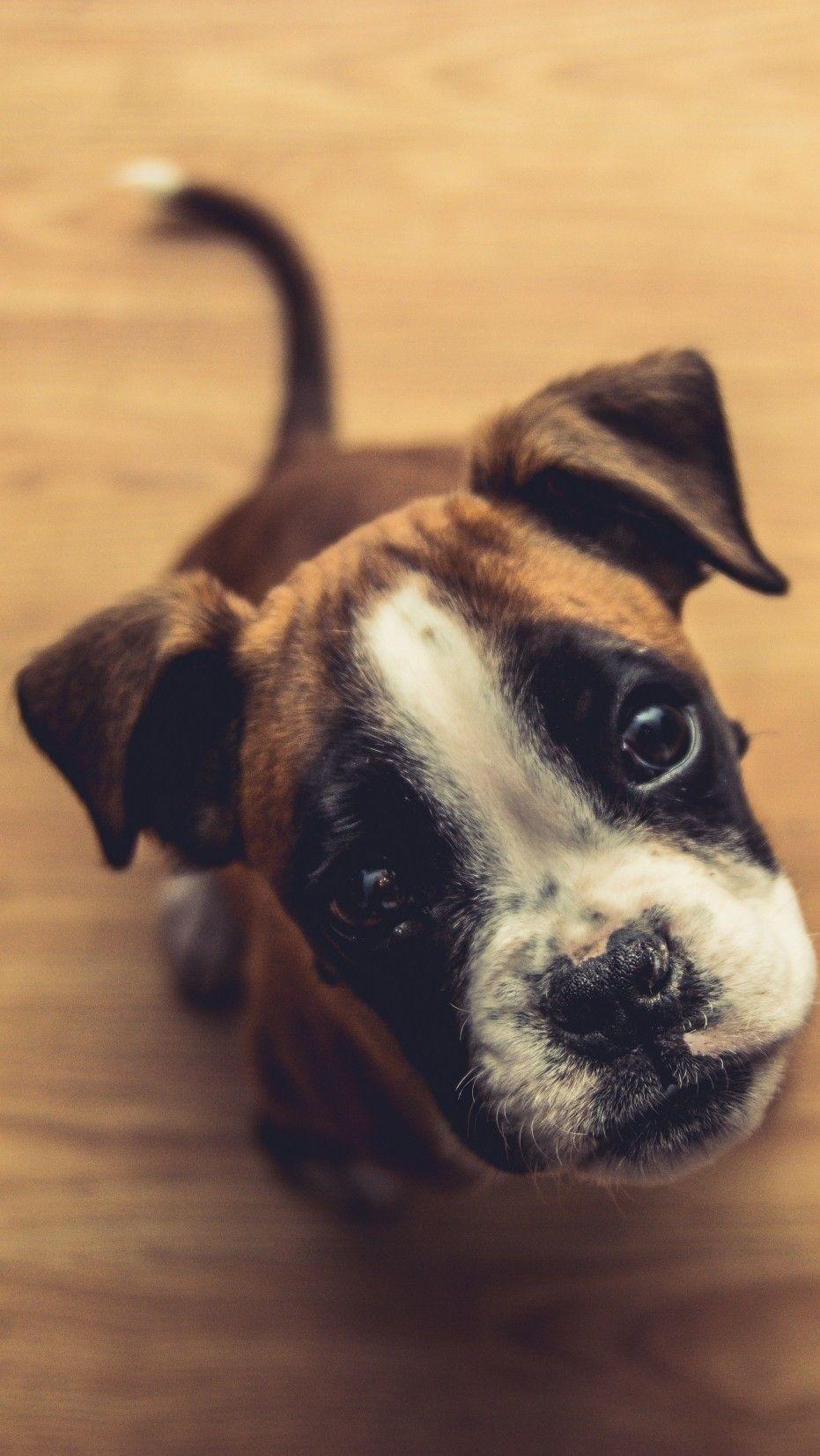 931x1654 cute dogs. Dog wallpaper iphone, Dog wallpaper, Animal wallpaper