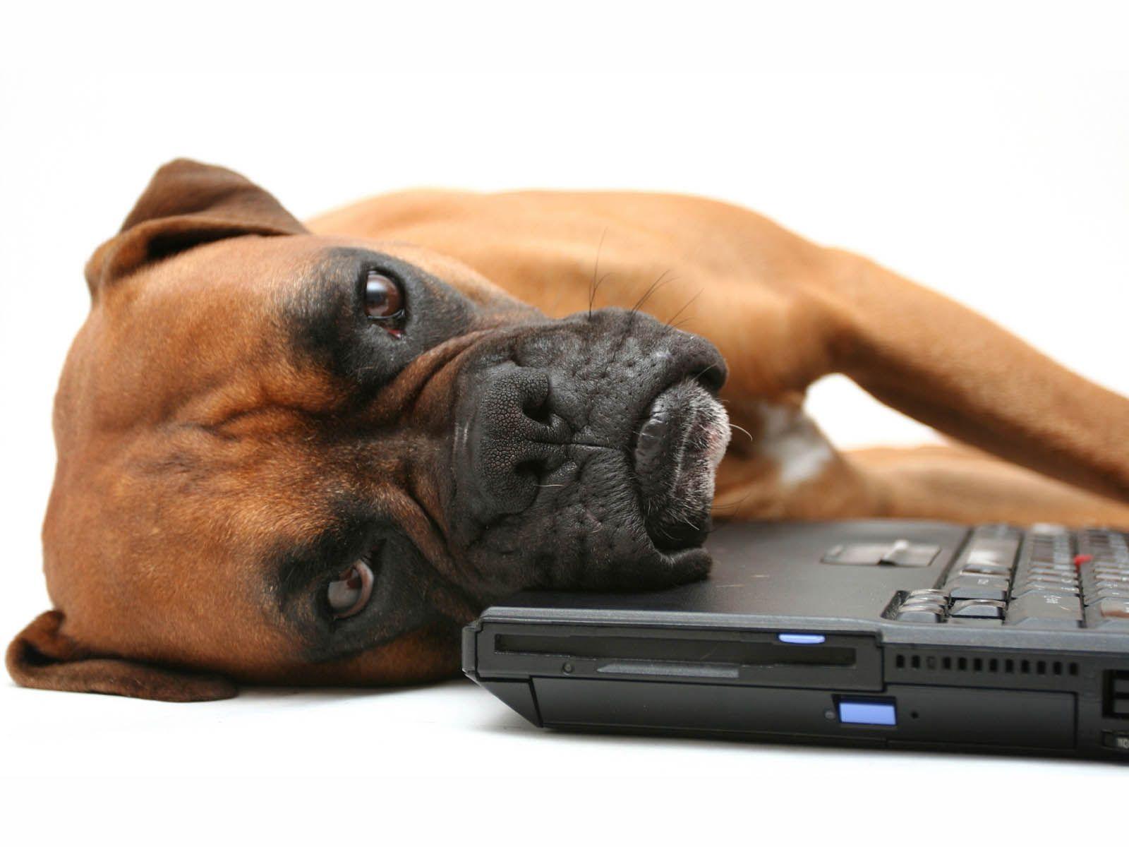 1600x1200 Cute Baby HD Wallpaper: Boxer Dog Wallpaper