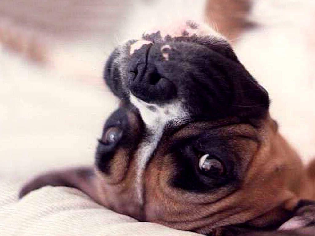 1024x768 Lovely looking Boxer dog photo and wallpaper. Beautiful Lovely looking Boxer dog picture