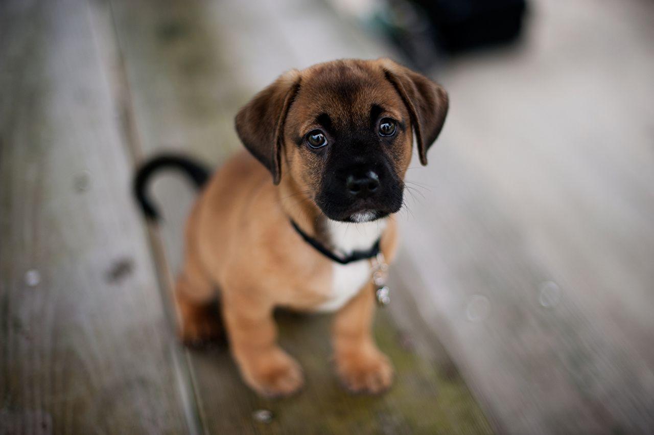 1280x851 Boxer Puppies Wallpaper