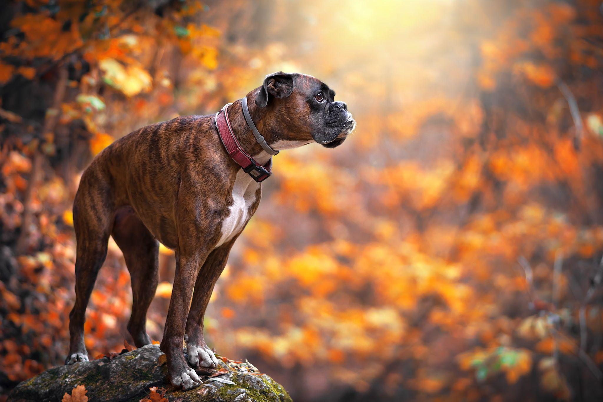 2048x1365 Boxer Dog Wallpaper and Background HD Wallpaper of Boxer Dog