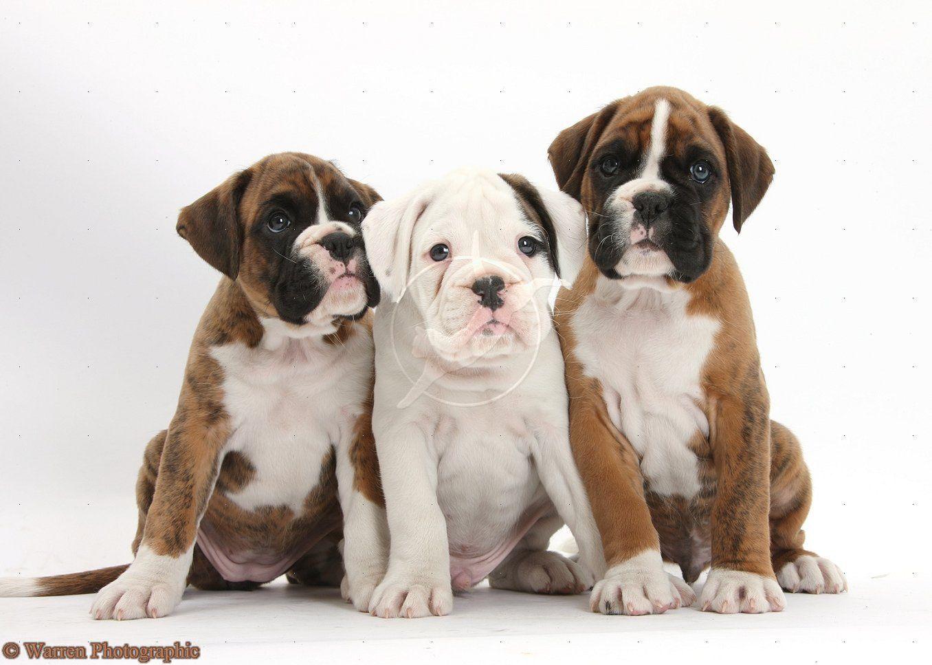 1356x967 Cute boxer puppies. Boxer puppy, Boxer puppies, Cute boxer puppies
