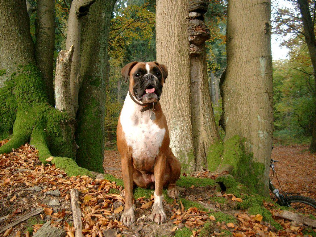 1024x768 German Boxer
