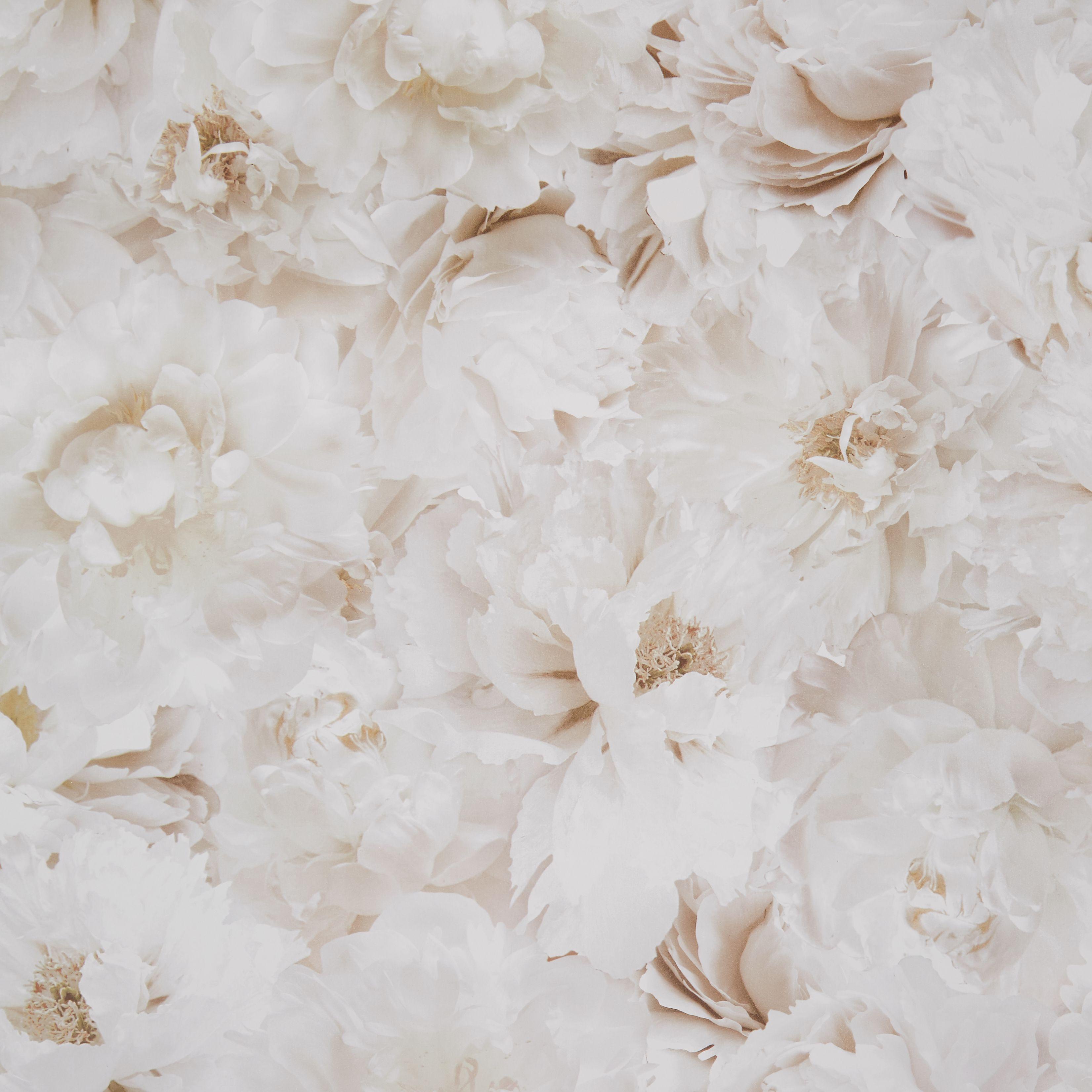 3302x3302 Cream Wallpaper