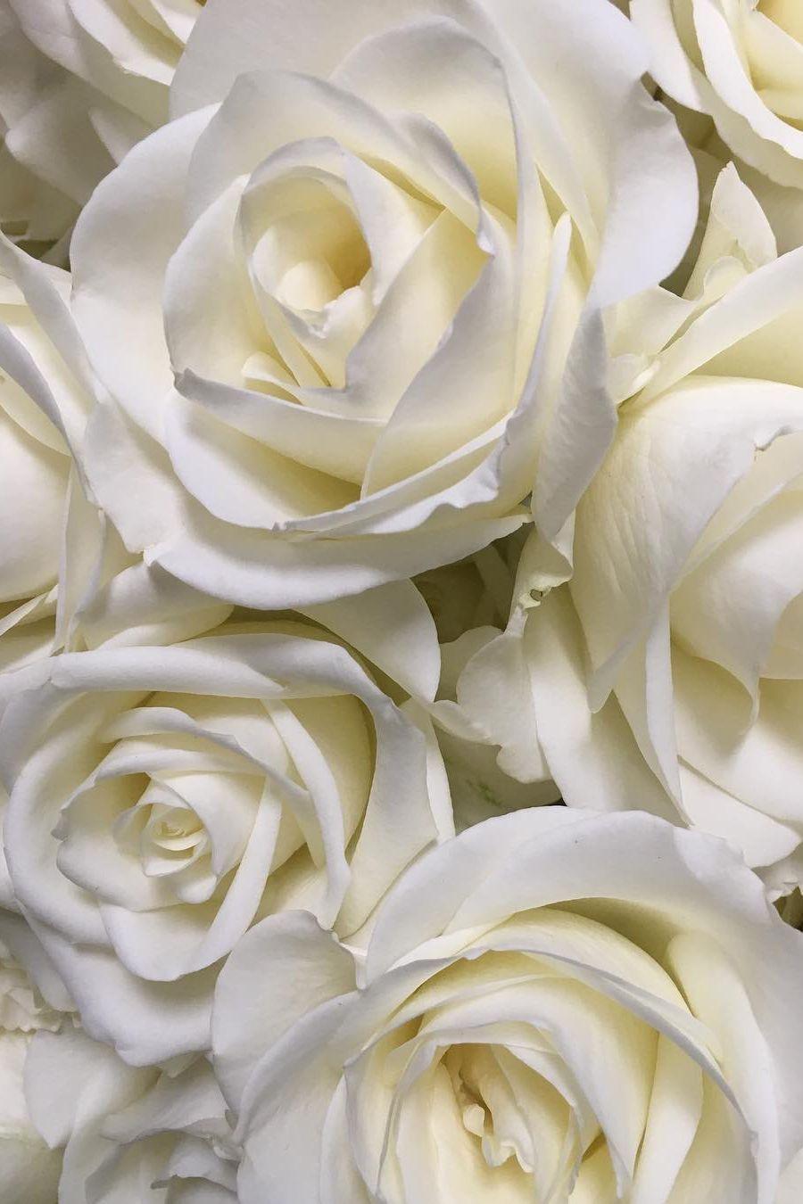 900x1350 white. Flower aesthetic, Beautiful rose flowers, Beautiful flowers wallpaper