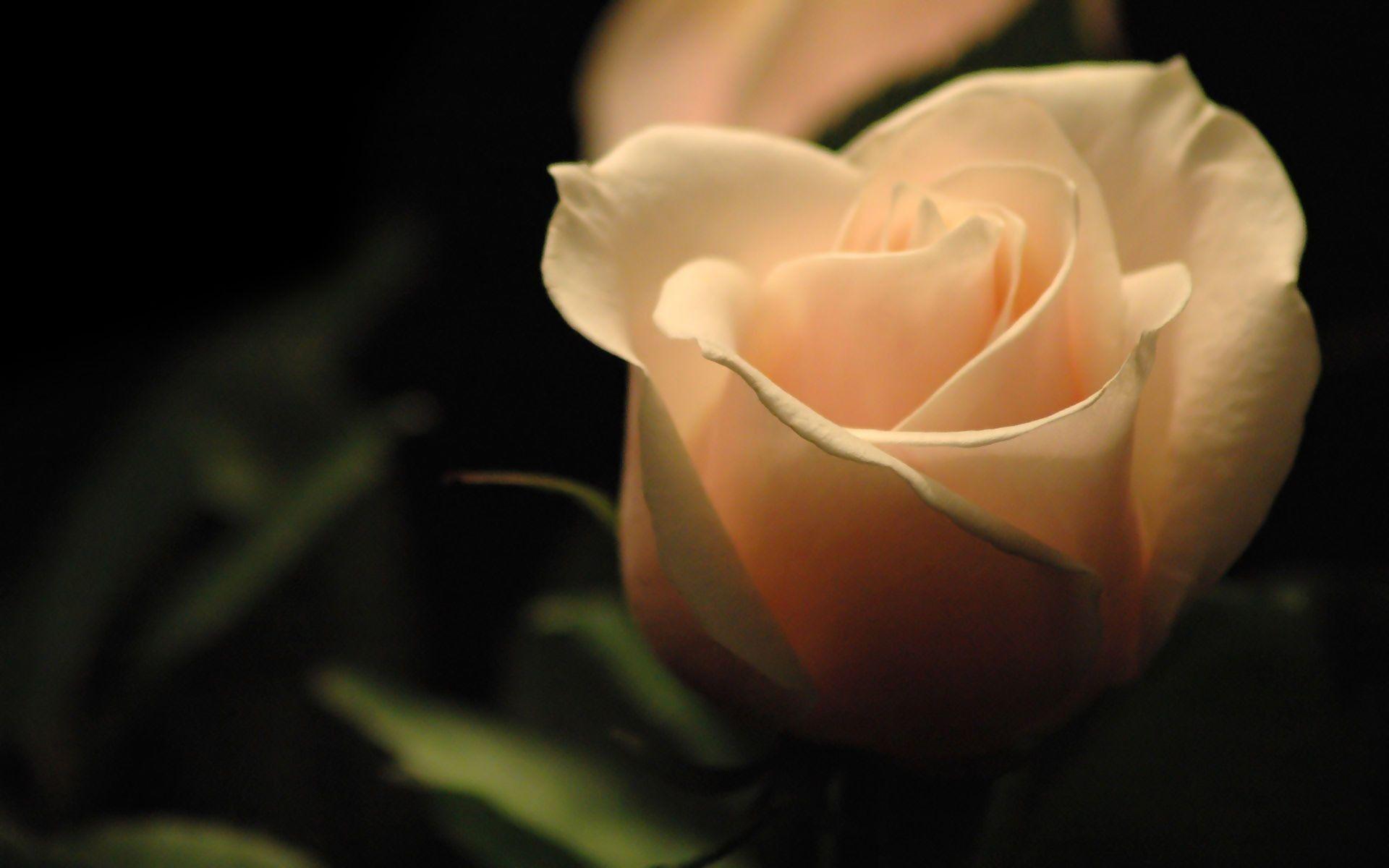 1920x1200 Hd Desktop Wallpaper Flower Wallpaper HD