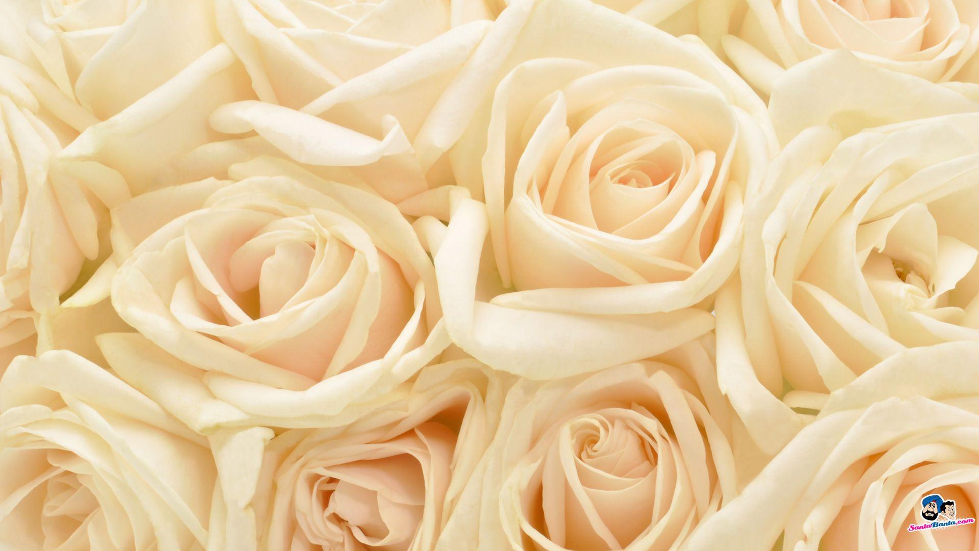 1920x1080 White Rose Wallpaper Group With 73 Items Wallpaper & Background Download