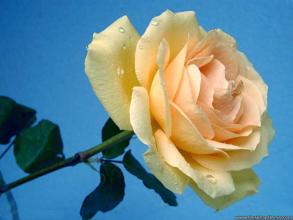 1024x768 Superb Cream Rose Wallpaper Of Beautiful Flowers