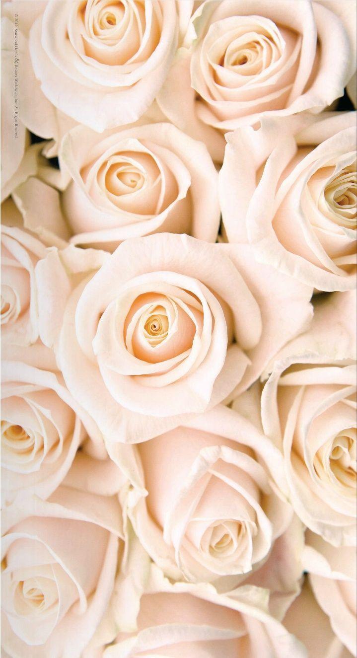 719x1325 chasingrainbowsforever. White roses wallpaper, Rose gold wallpaper, Rose wallpaper