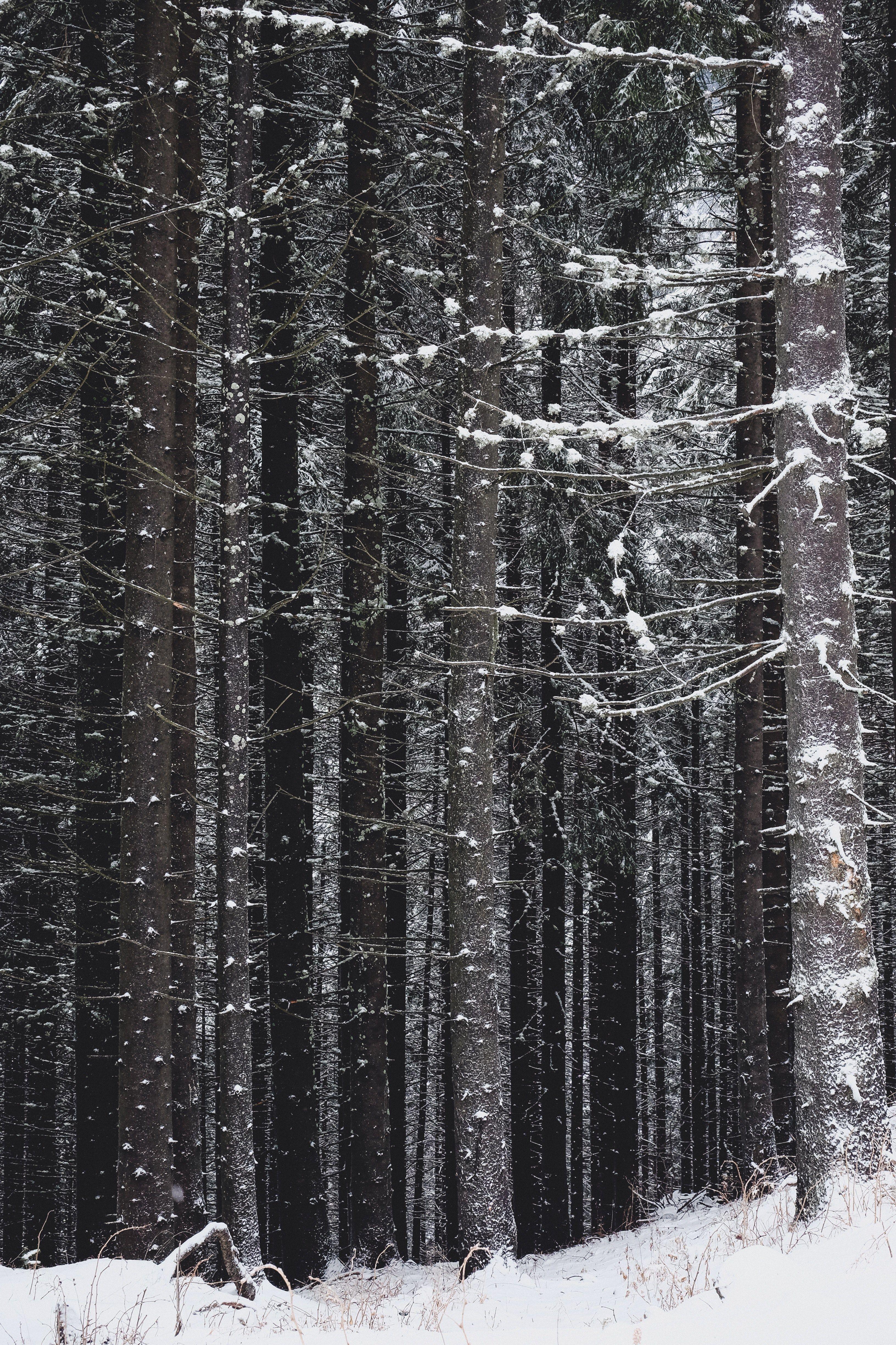 3264x4896 Wallpaper / tall trees covered in snow on a windy winter days in new york texas, snow in the shady forest 4k wallpaper free download