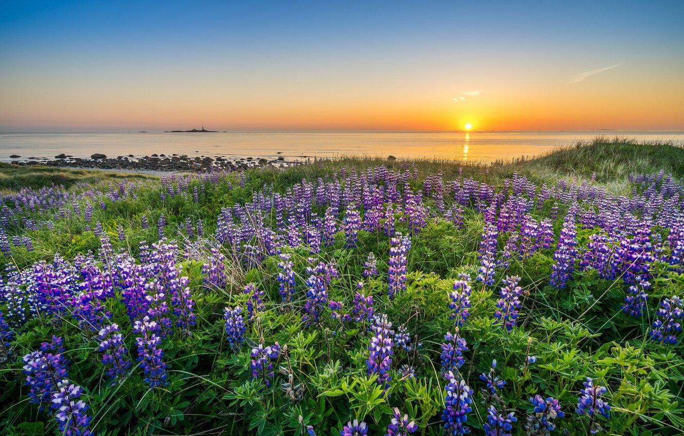 1332x850 Wallpaper sea, sunset, flowers, coast, Norway, Norway, North sea, North Sea, Rogaland, lupins, Rogaland image for desktop, section пейзажи