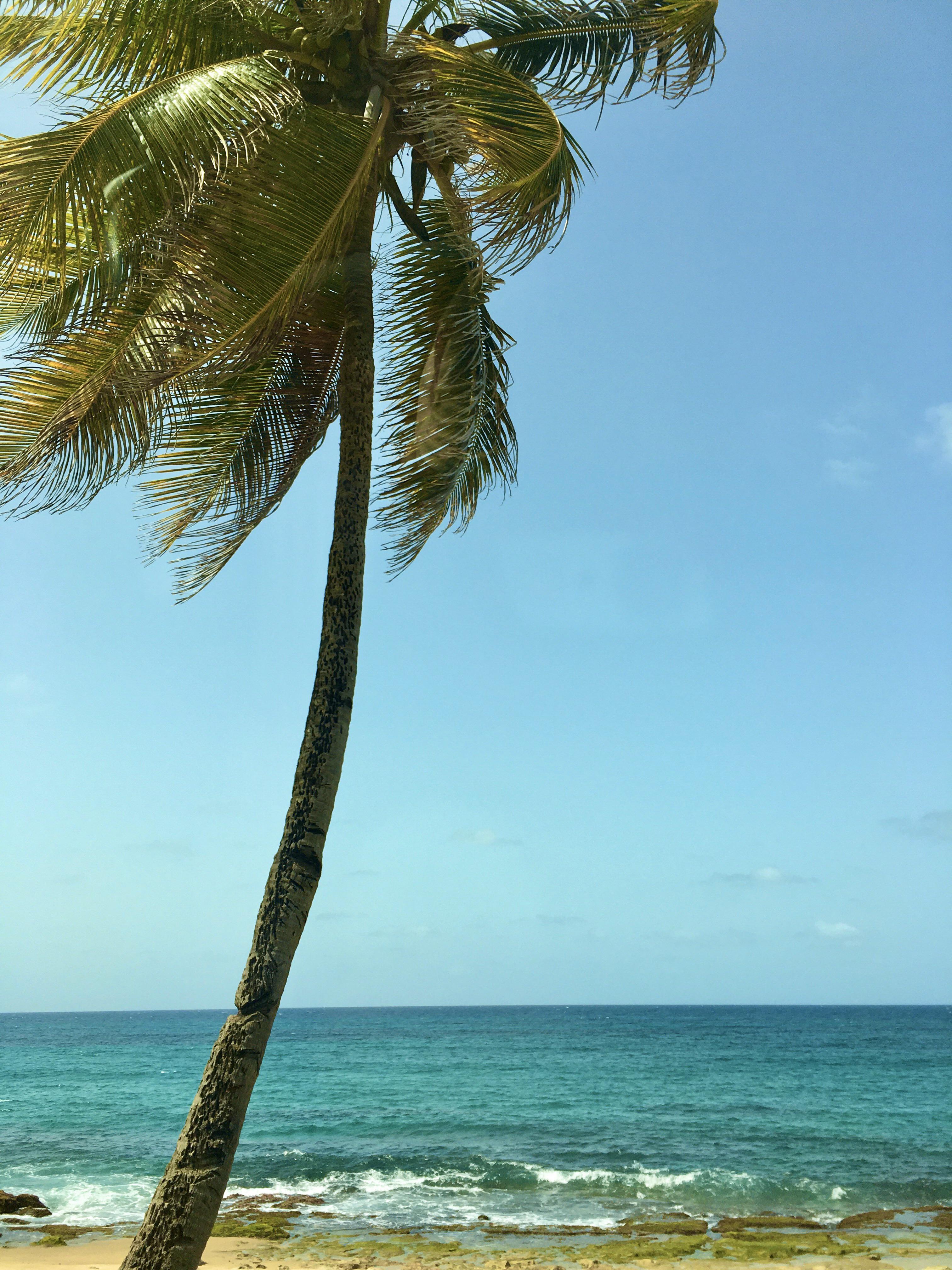 3024x4032 A palm tree in Puerto Rico