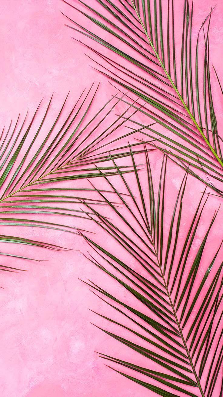 736x1308 Catus Baby Pink Wallpaper