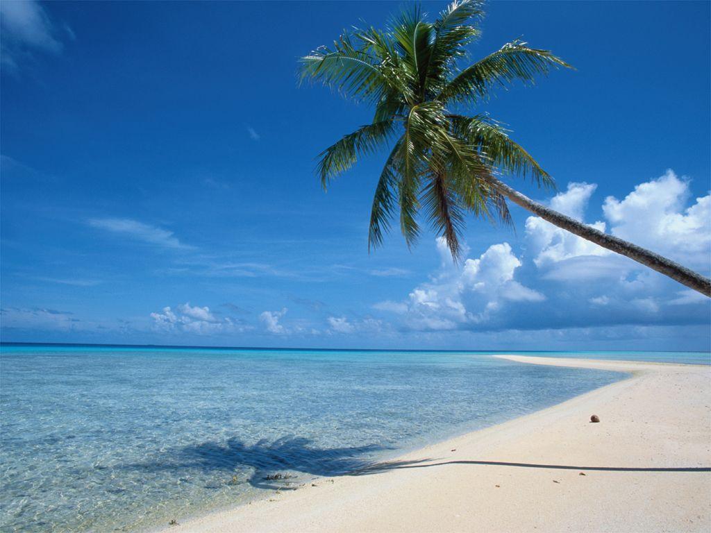 1024x768 Download wallpaper: Sea, Sky, Beach, palms, download photo, wallpaper for desktop, beach wallpaper