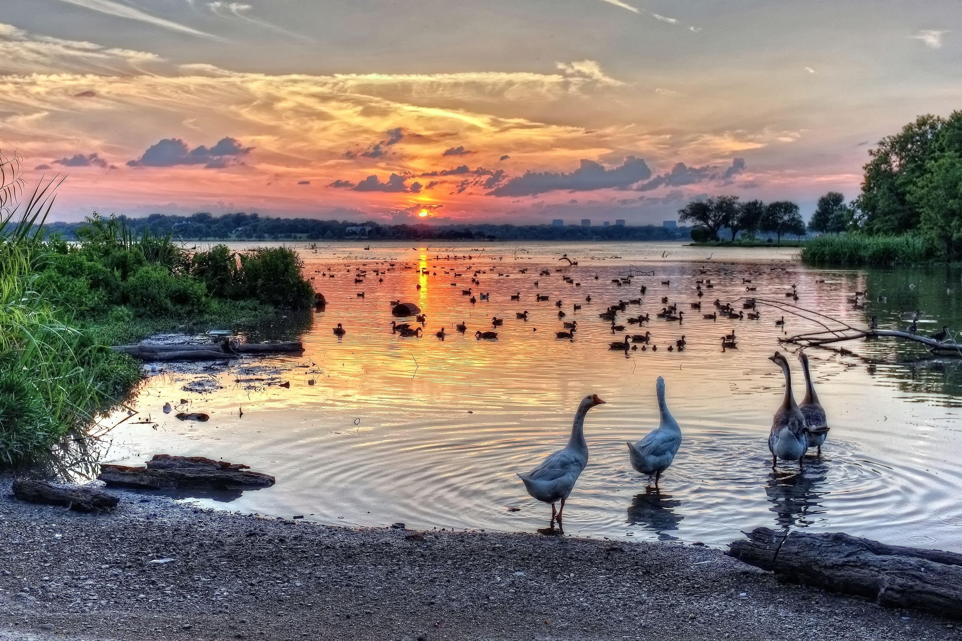 3820x2547 texas, Hdr, Sunset, Sunrise, Bird, Swan, Swans, White, Rock, Lake Wallpaper HD / Desktop and Mobile Background