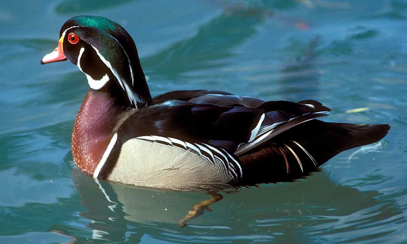 1400x840 Right Strategy To Target Open Water Ducks On A Texas Coastal Duck Hunting Trip