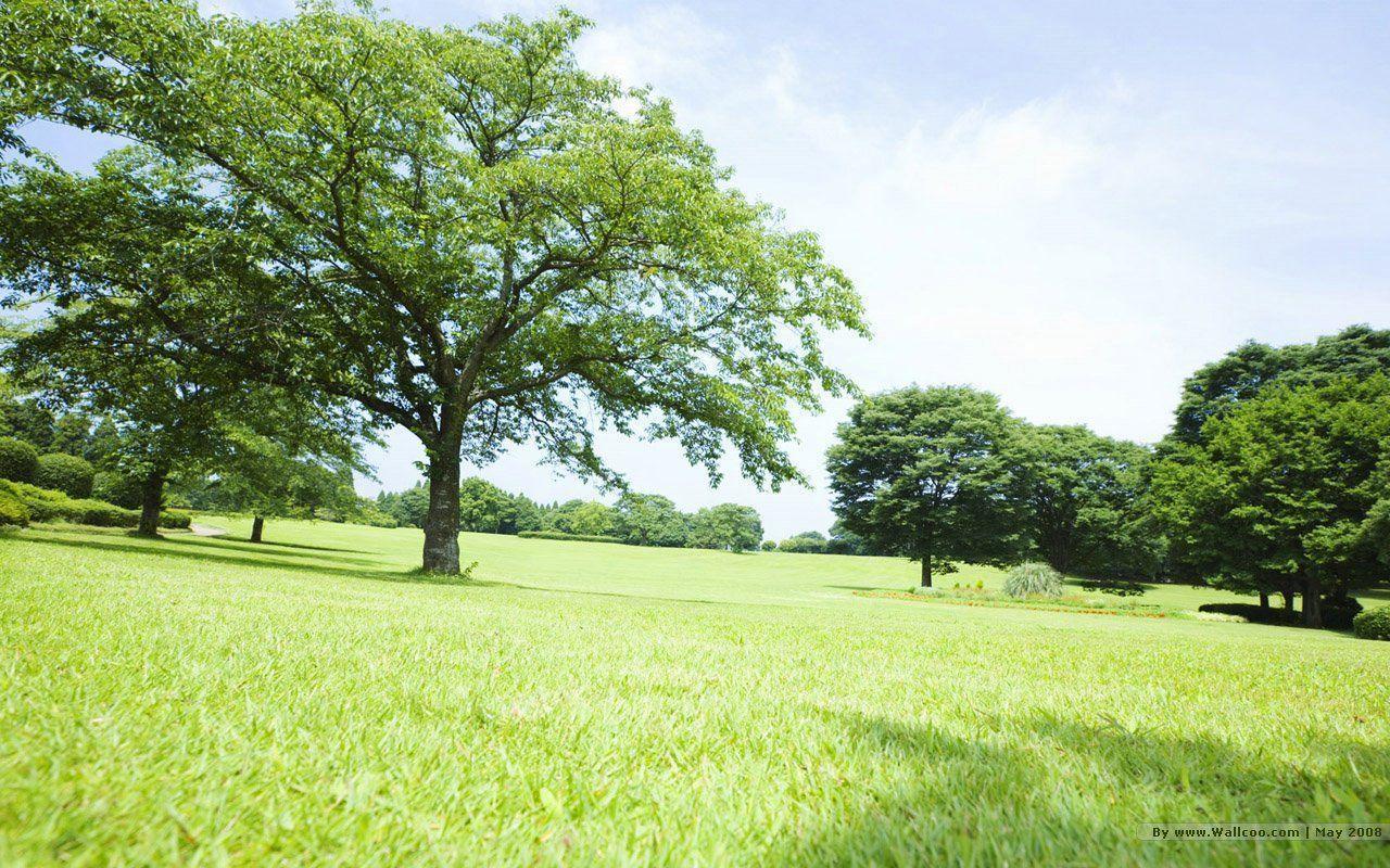1280x800 Sunny Day Wallpaper