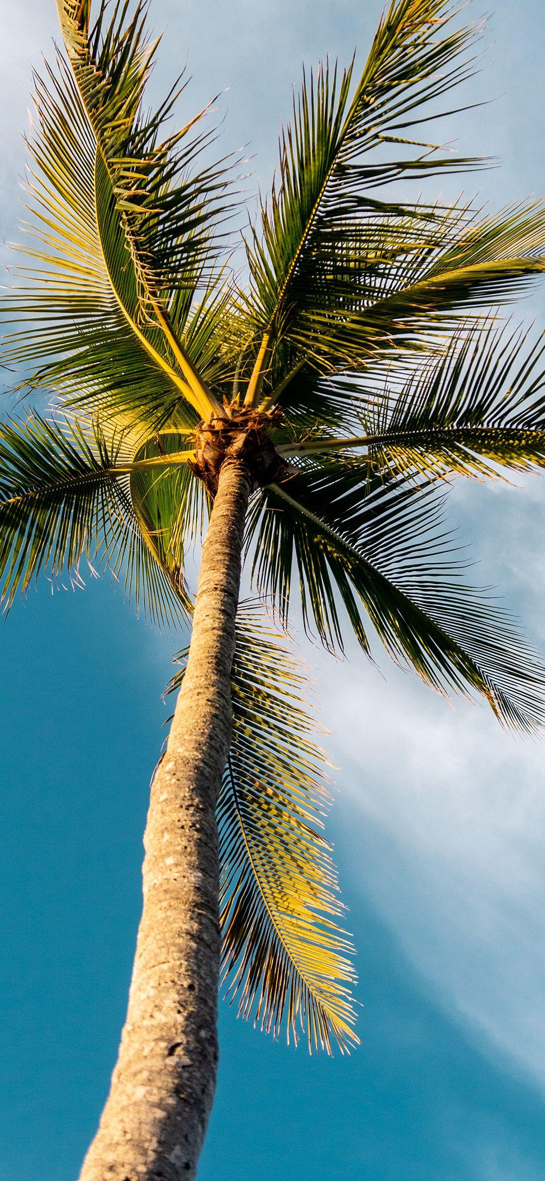 1125x2436 iPhone X wallpaper. tree summer palm sky sunny nature