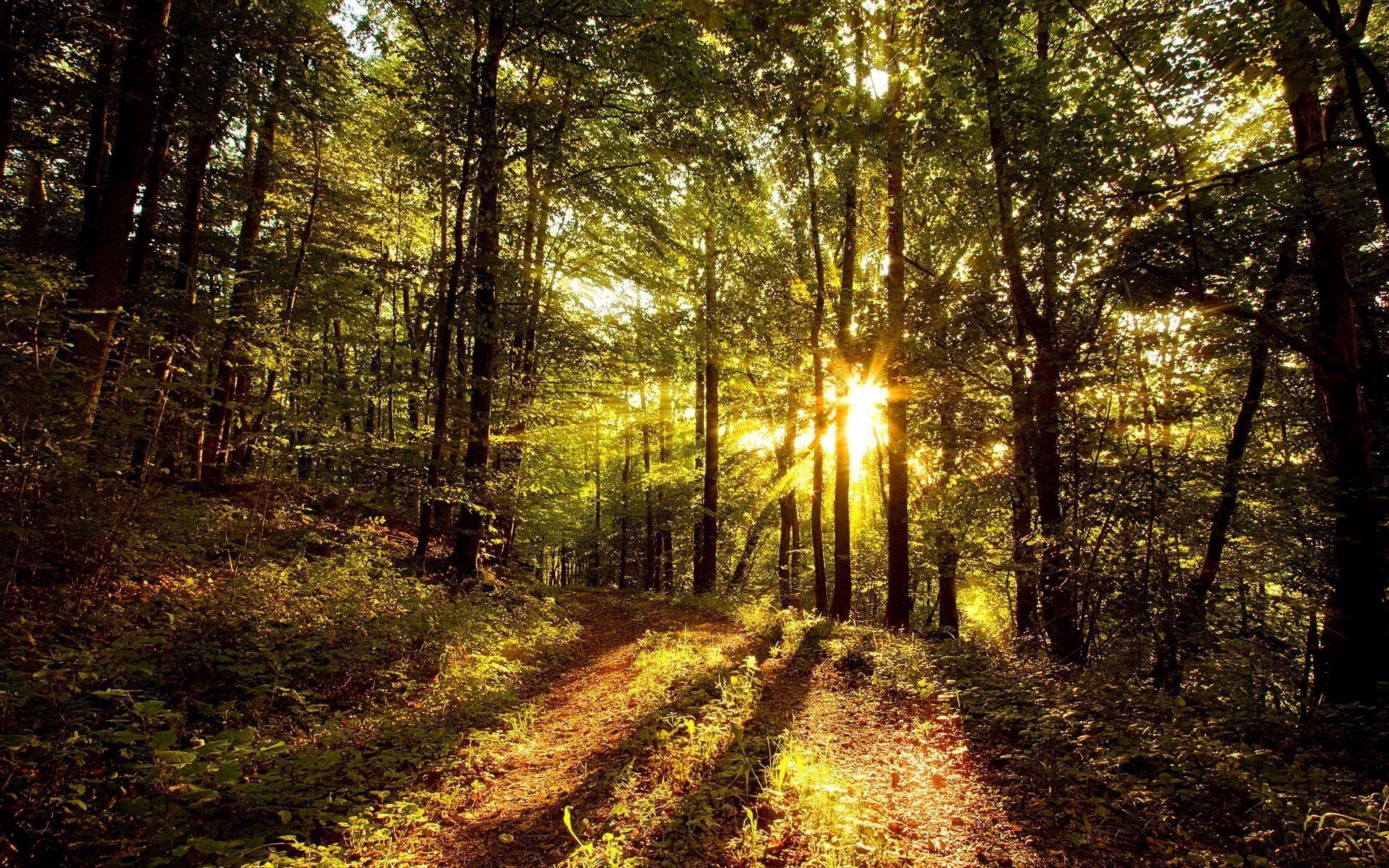 1920x1200 Nature Forest