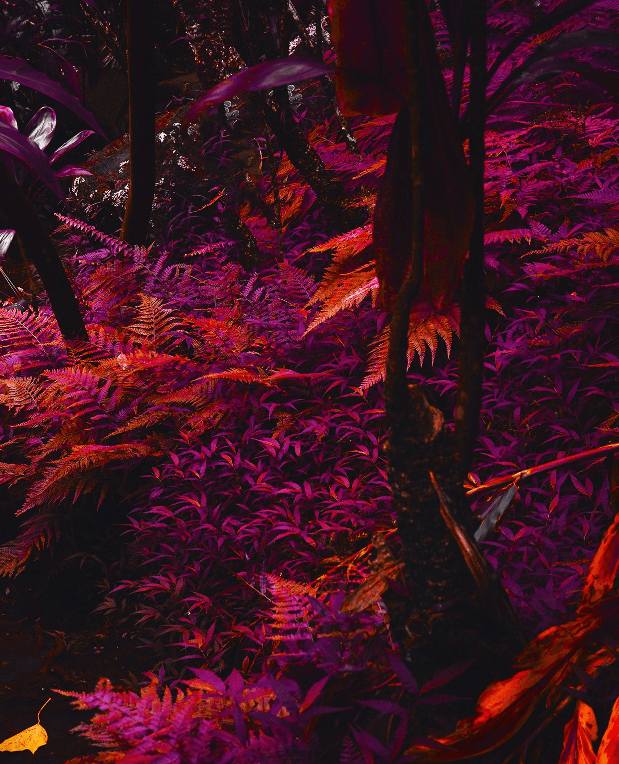 1242x1534 Sunset Ferns Download the Vellum App on iOS to get this free Daily iPhone Wallpaper #vellumapp #getvellum #freewal. Purple trees, Purple wallpaper, Tree wallpaper