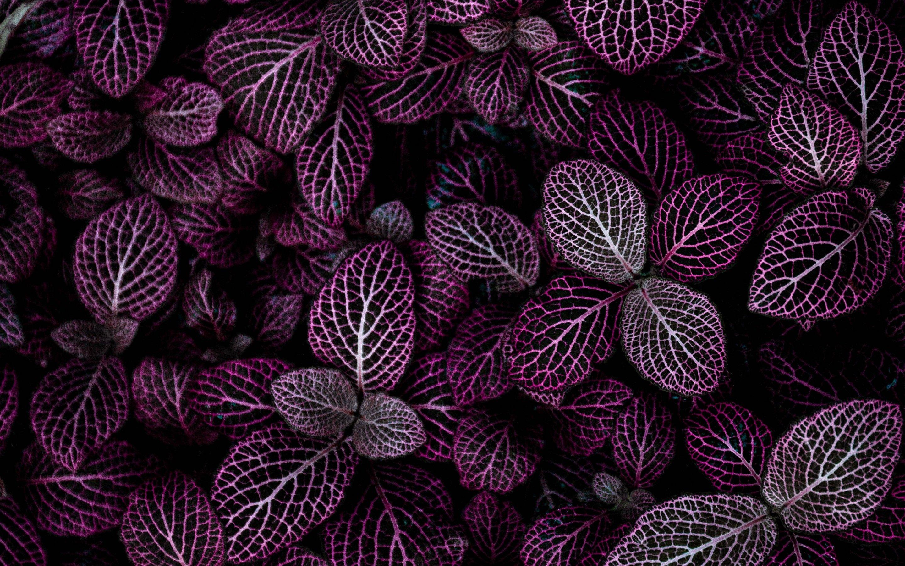 2880x1800 Purple leaves 4K Wallpaper, Plant, Floral, Pattern, Nature