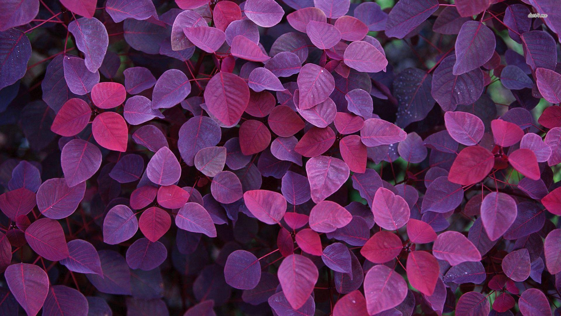 Tận hưởng màu tím tuyệt đẹp của những chiếc lá trong trang trí nền tường của bạn với những hình nền Purple Leaves Wallpaper độc đáo. Hãy trang trí cho căn phòng của bạn thêm phần sinh động và đầy màu sắc với những chi tiết lá đầy sức sống này.