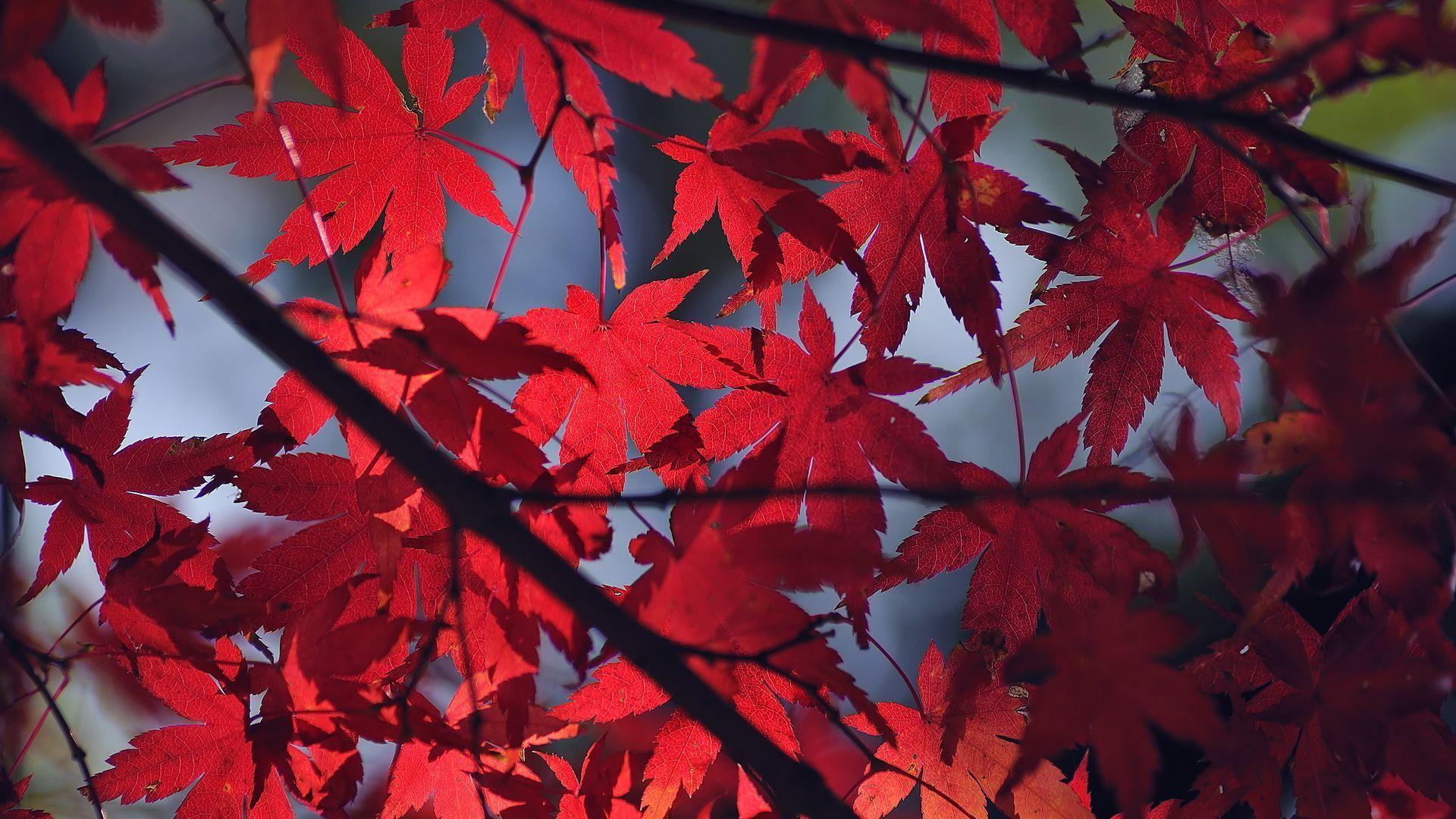 1920x1080 Red Leaf Wallpaper