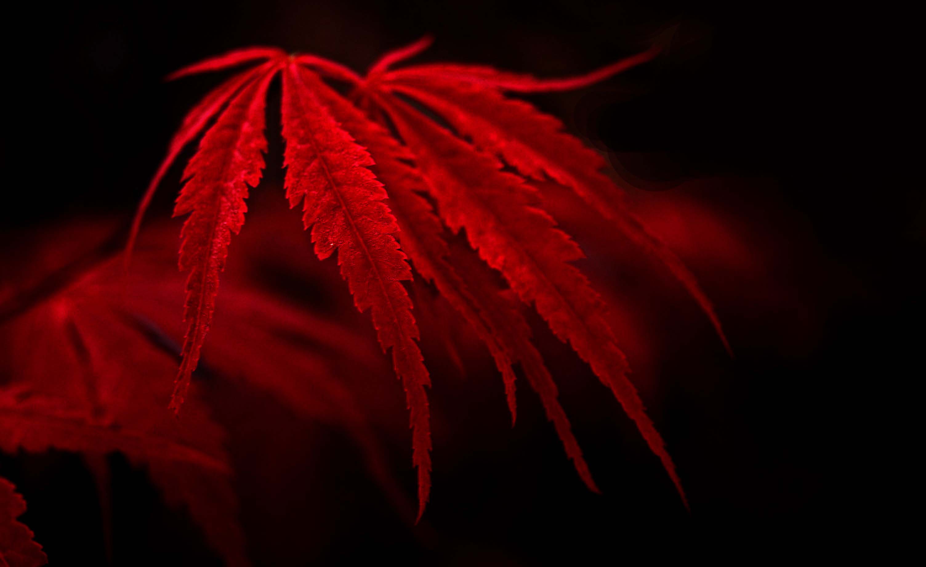 3008x1840 Red Leaf Wallpaper