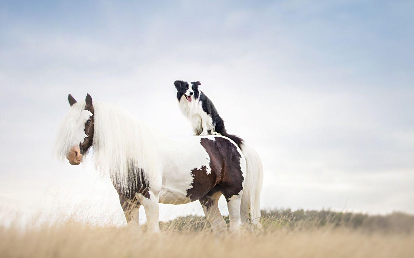 1440x900 Dog And Horse Wallpaper