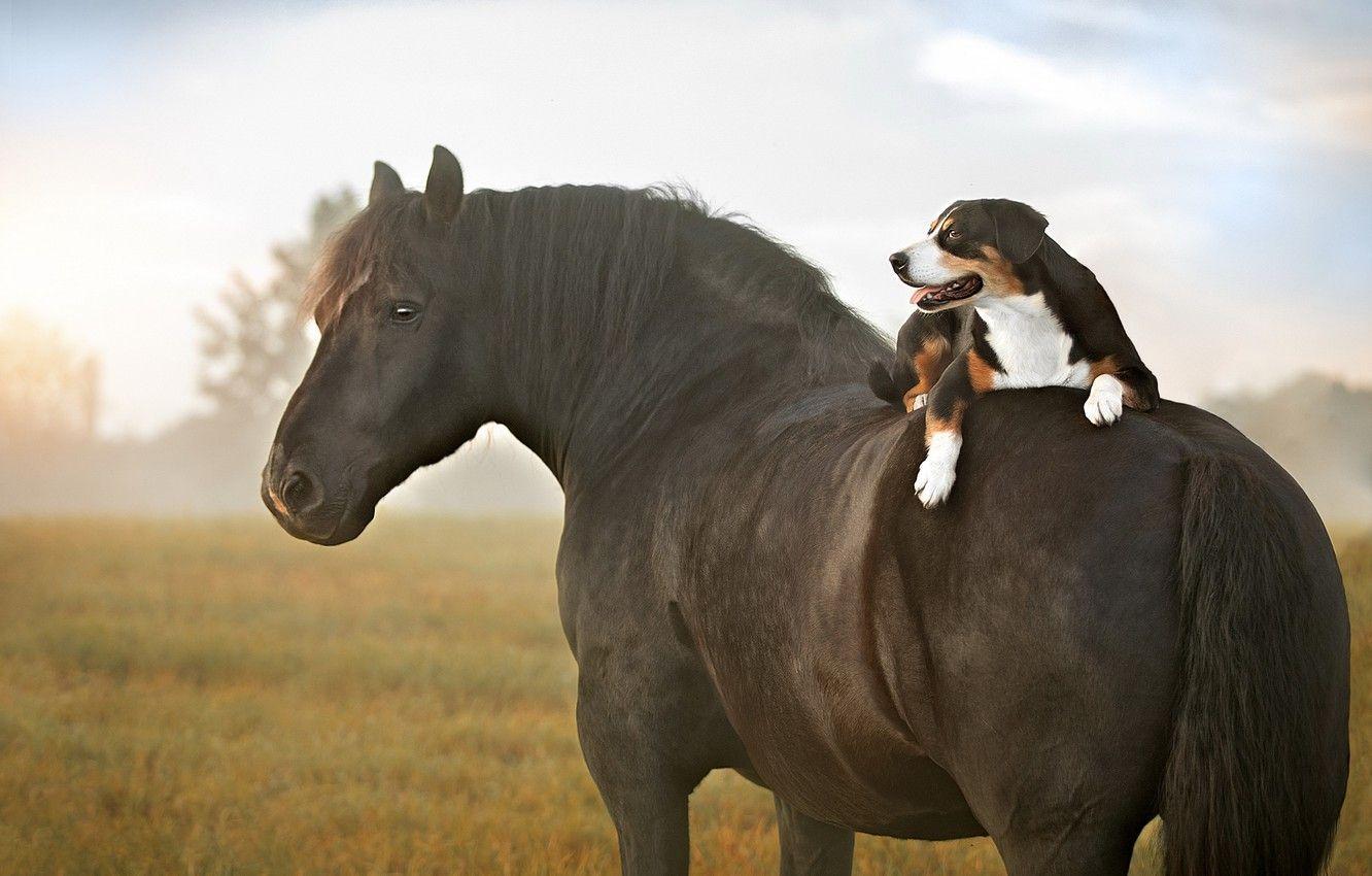 Horse and Dog Wallpapers - Top Free Horse and Dog Backgrounds
