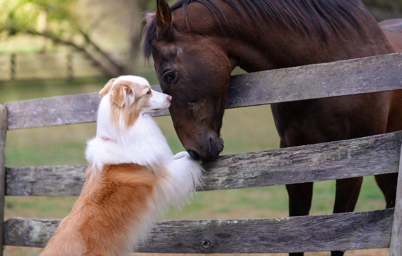 1332x850 Dog And Horse Wallpaper