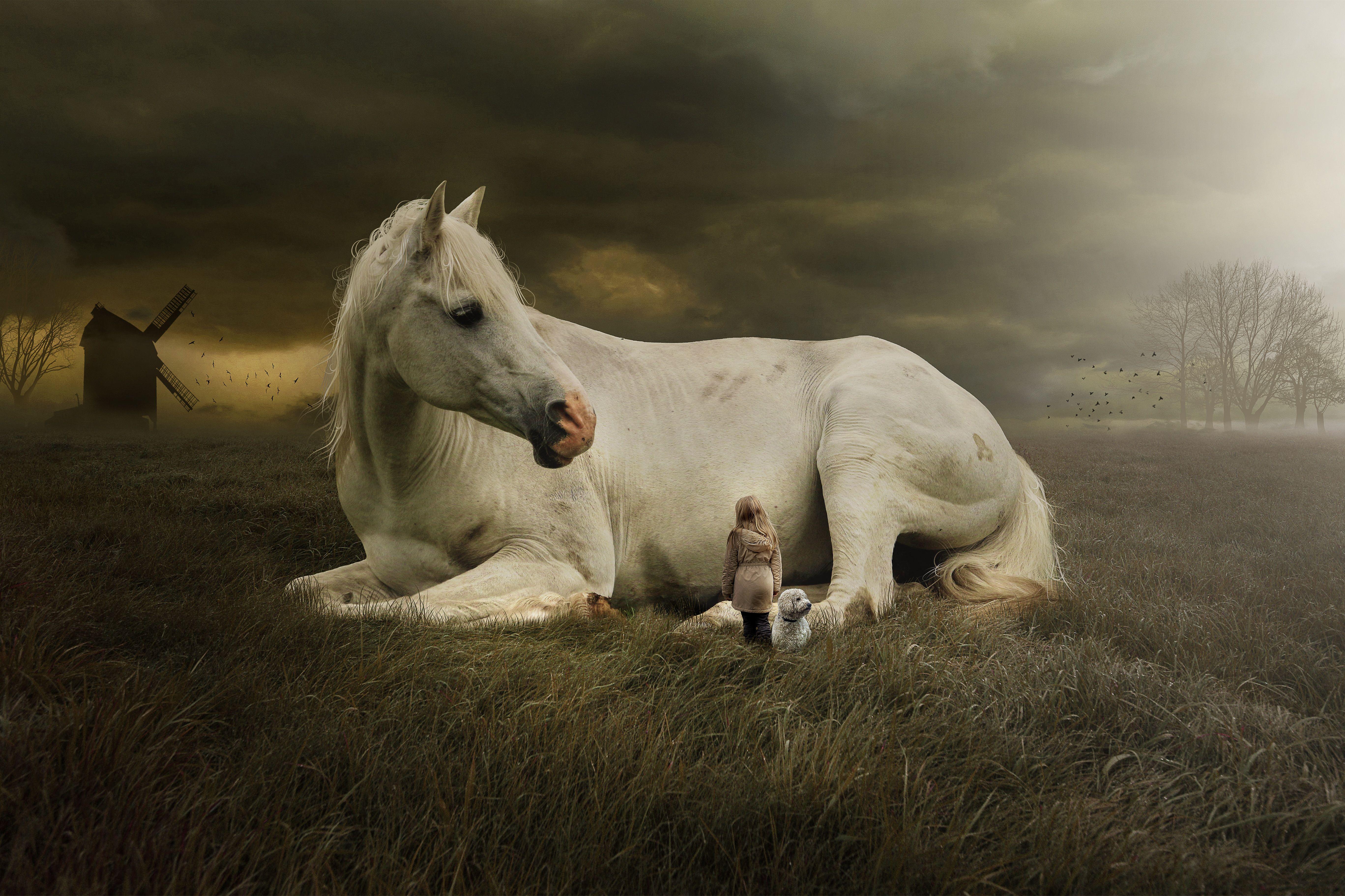 5472x3648 Dog And Horse Wallpaper