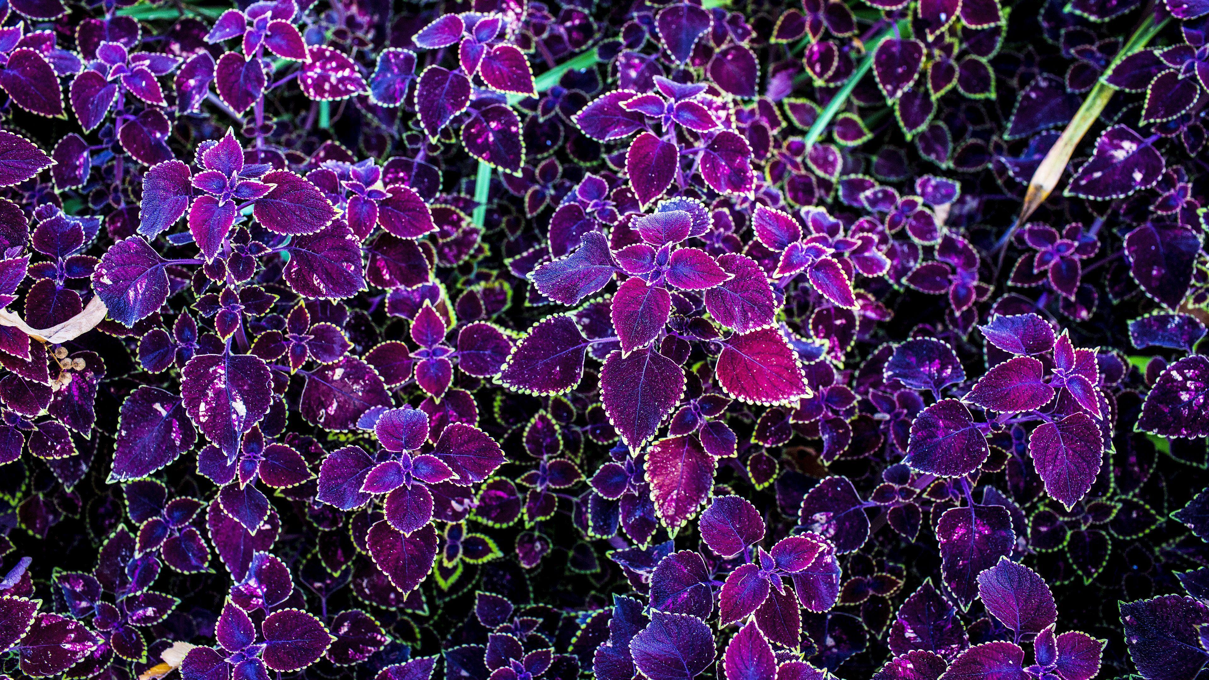 3840x2160 Download wallpaper 3840x2160 leaves, purple, pink, carved, plant 4k uhd 16:9 HD background