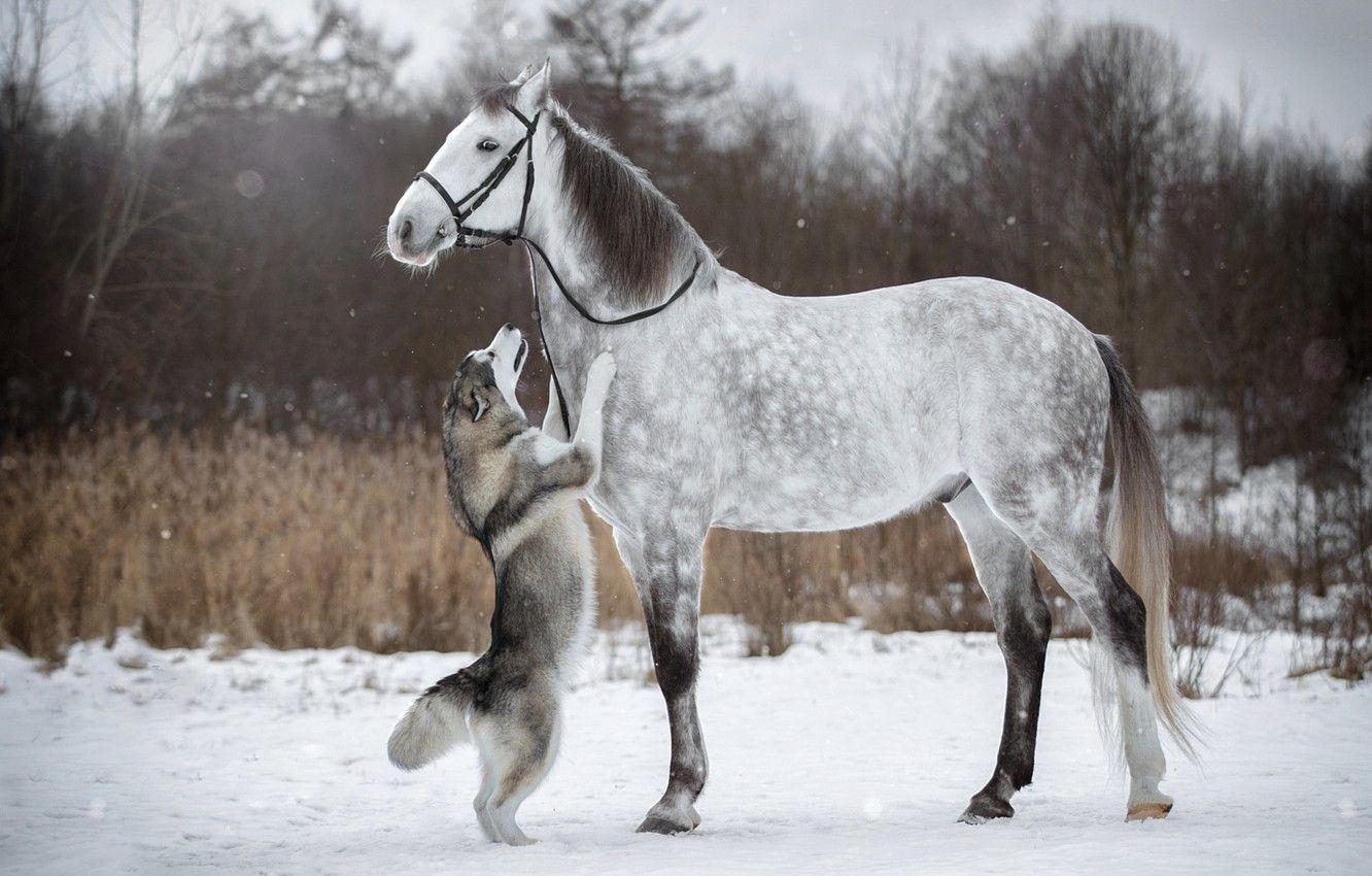 1332x850 Wallpaper winter, snow, horse, horse, dog, husky, stand, bridle image for desktop, section животные
