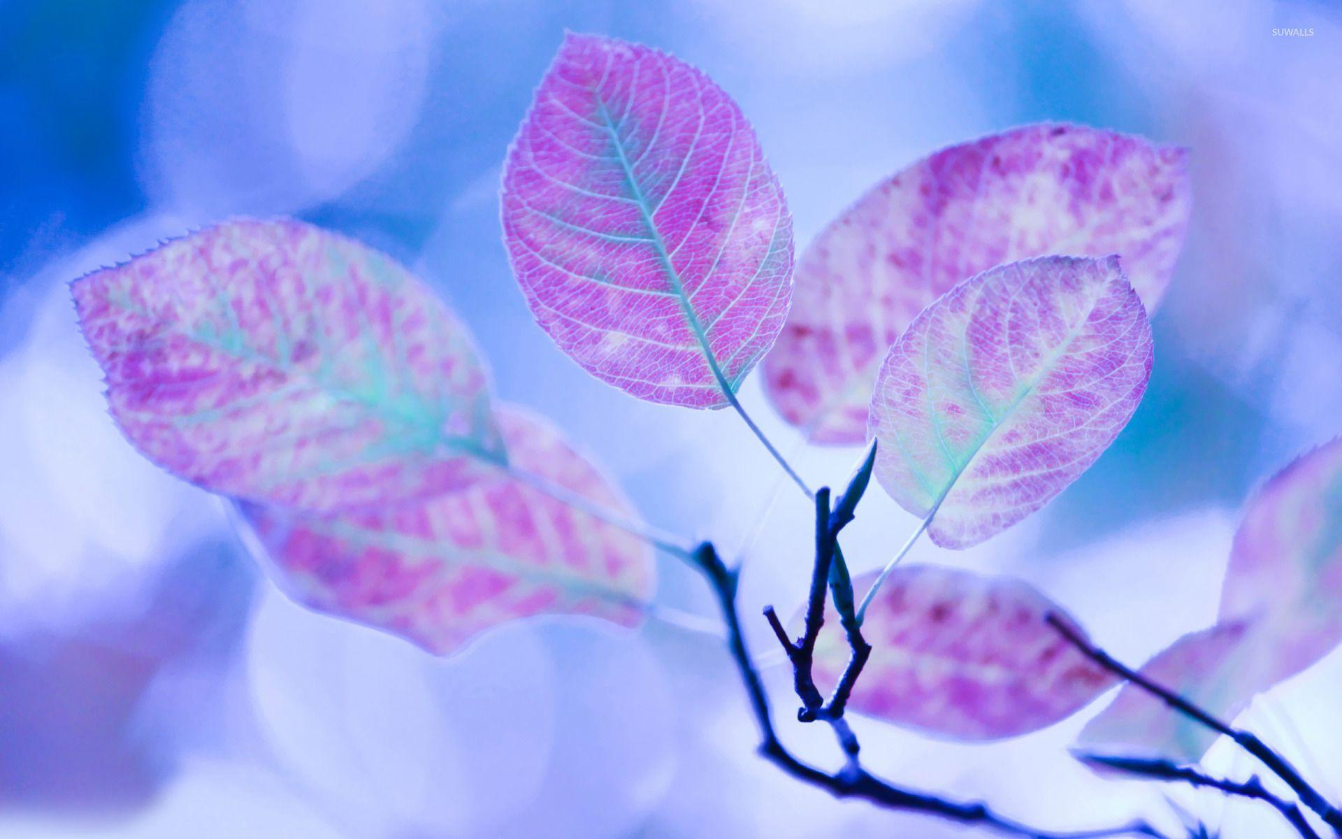 1920x1200 Purple leaves on a branch wallpaper wallpaper