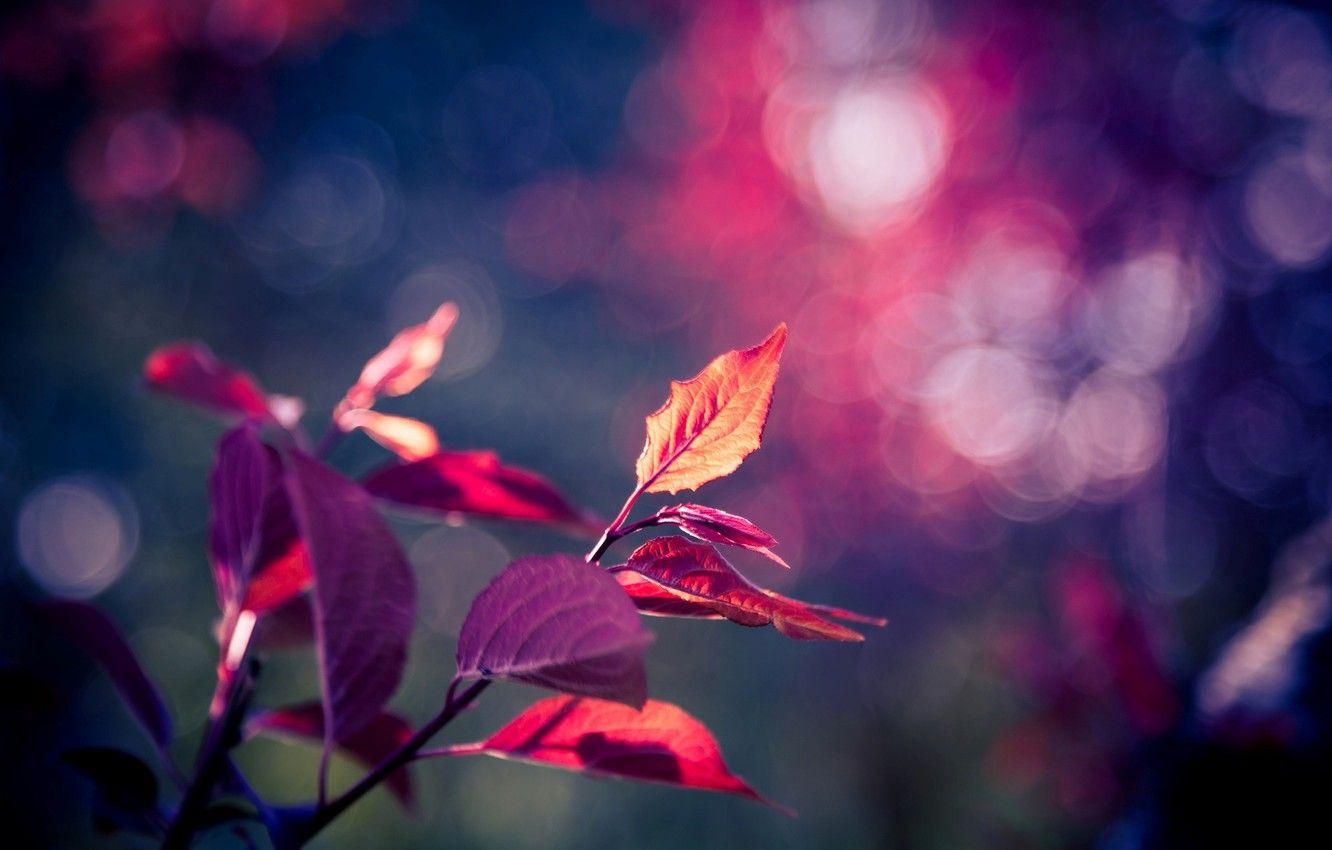 1332x850 Wallpaper purple, leaves, macro, background, tree, pink, Wallpaper, blur, leaf, wallpaper, leaf, widescreen, background, leaves, tree, bokeh image for desktop, section макро