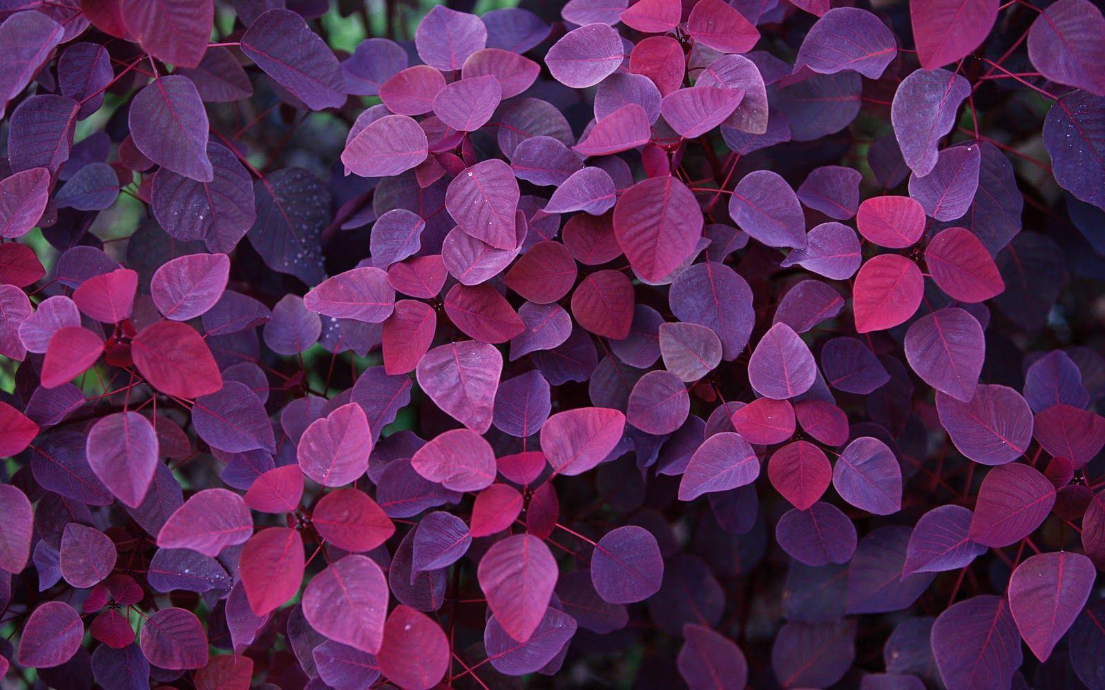 1600x1000 The Rinsou Wallpaper: Purple Leaves Purple Background Wallpaper