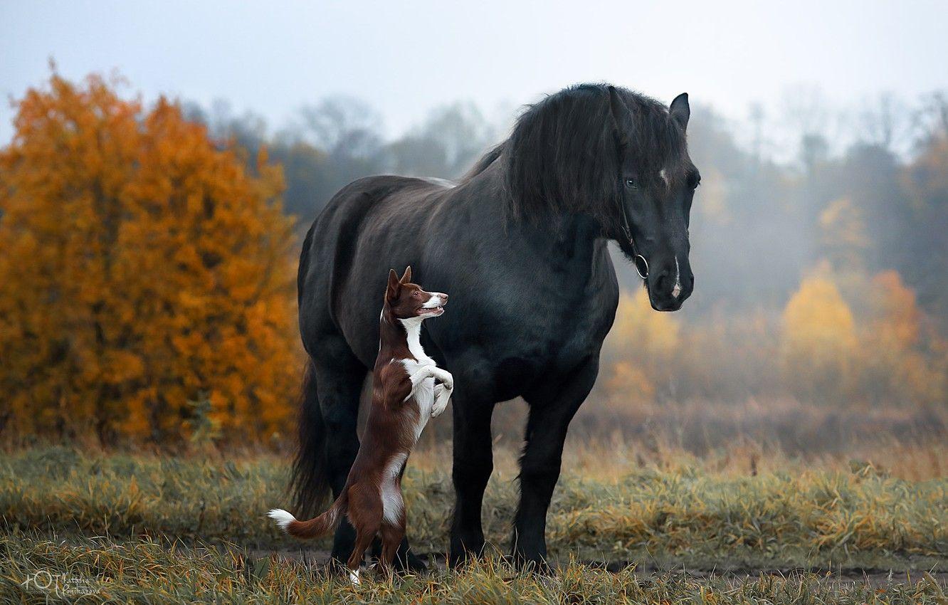 1332x850 Wallpaper autumn, horse, horse, dog, stand, Natalia Ponikarova image for desktop, section животные