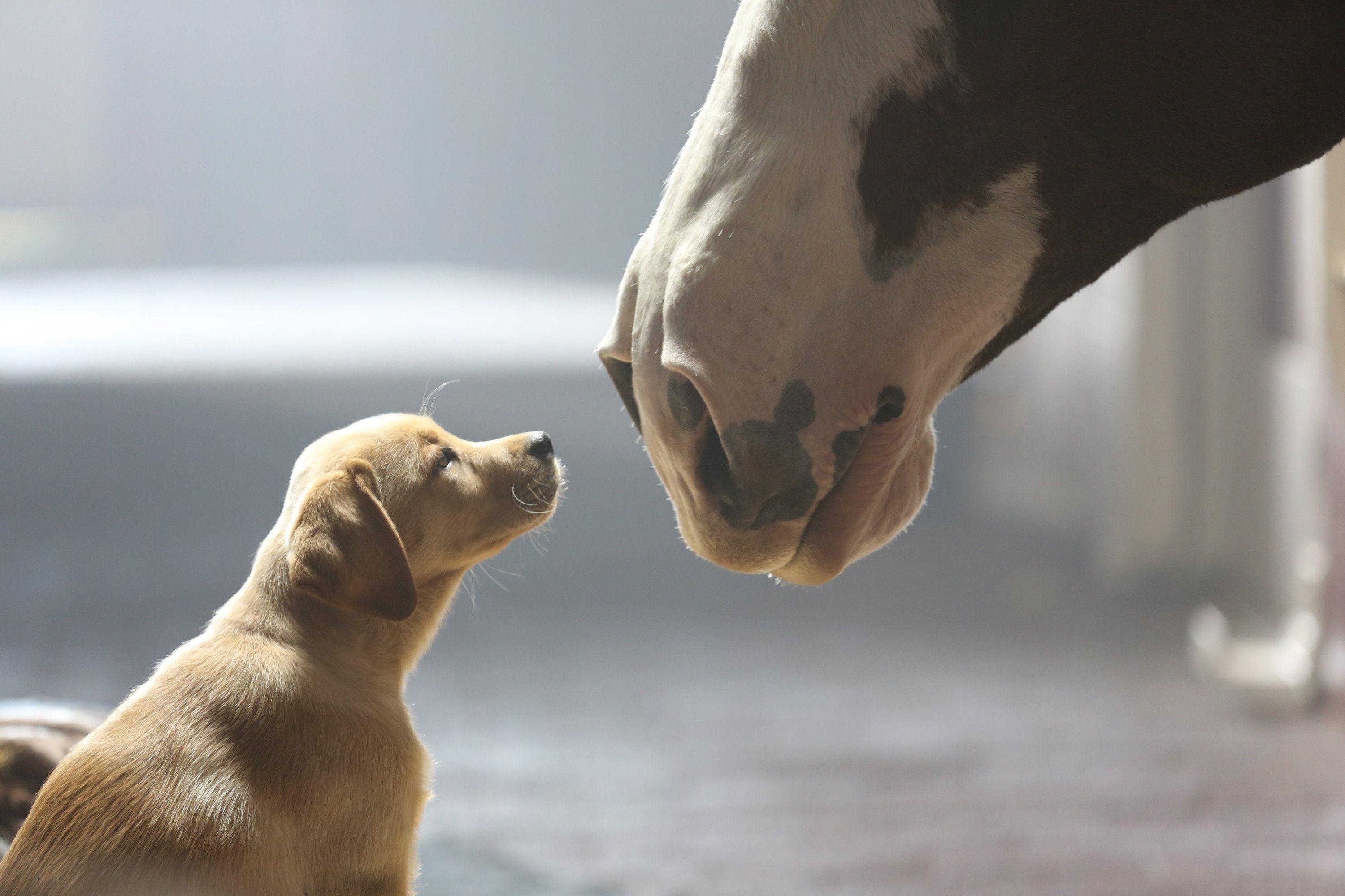 Top Dog Law Commercials - 2lqnmld