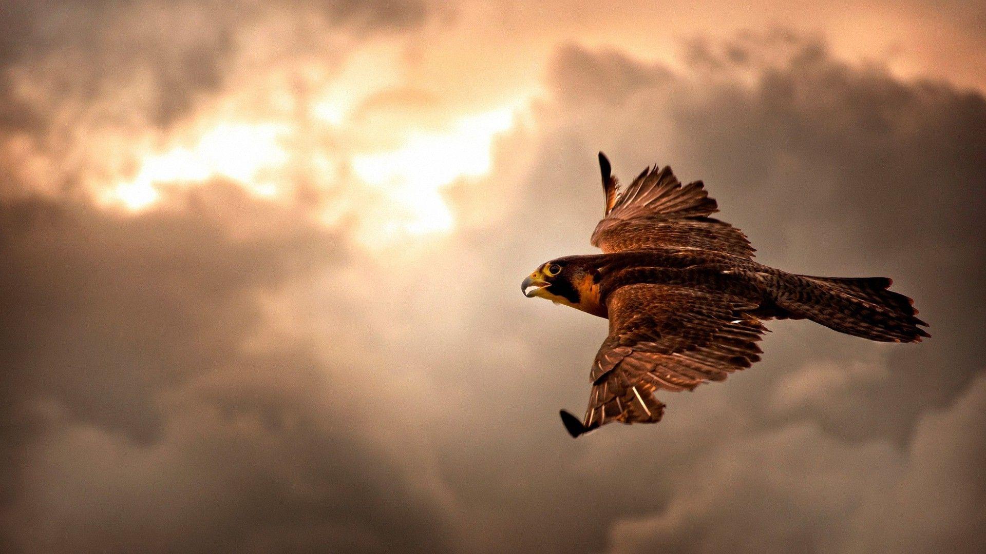 1920x1080 clouds hawk flying HD wallpaper background. Eagle wallpaper, Eagle in flight, Pet birds