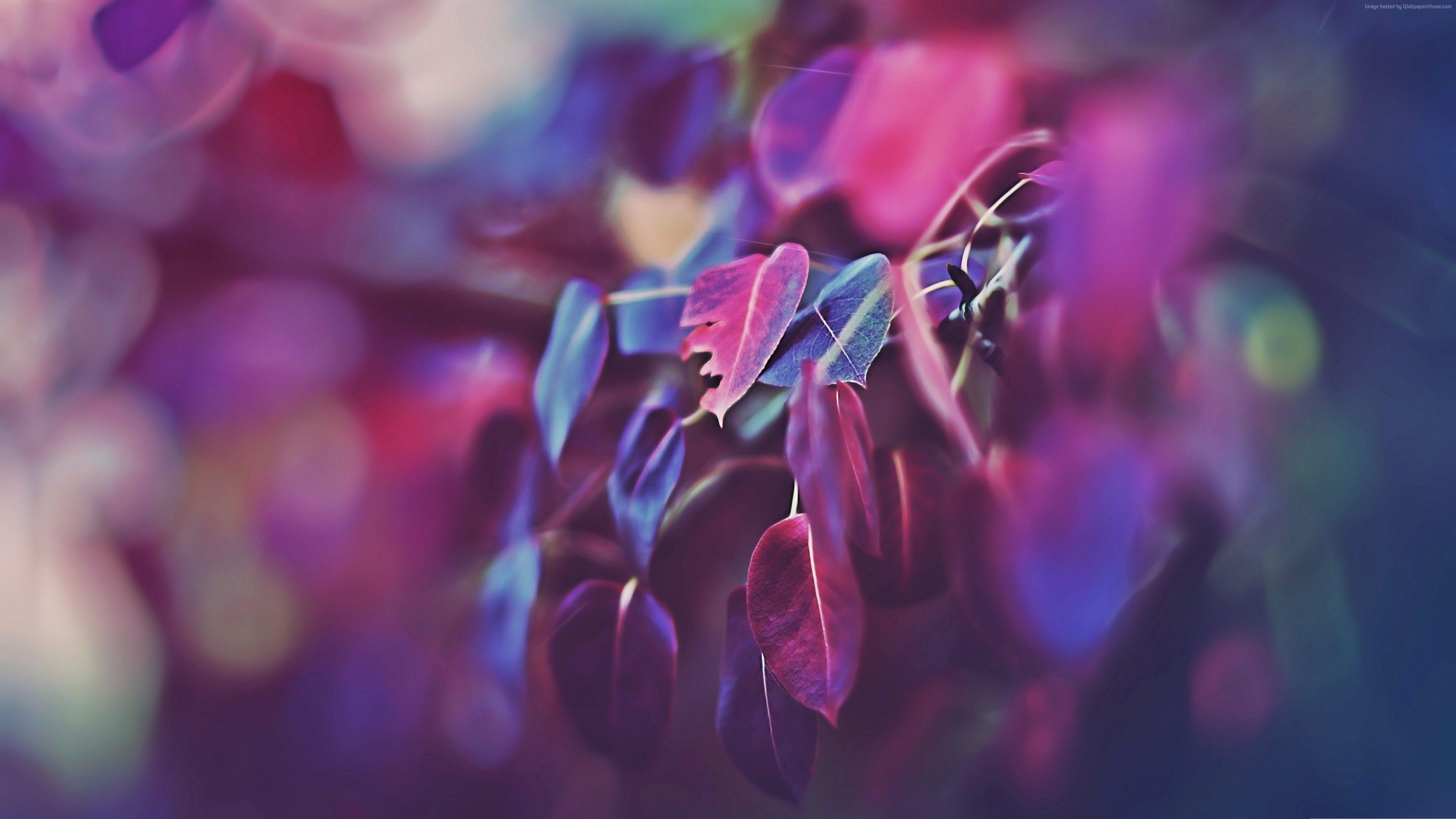 3840x2160 Wallpaper 4k Purple Leaves 2 4k leaves wallpaper, nature wallpaper, purple wallpaper