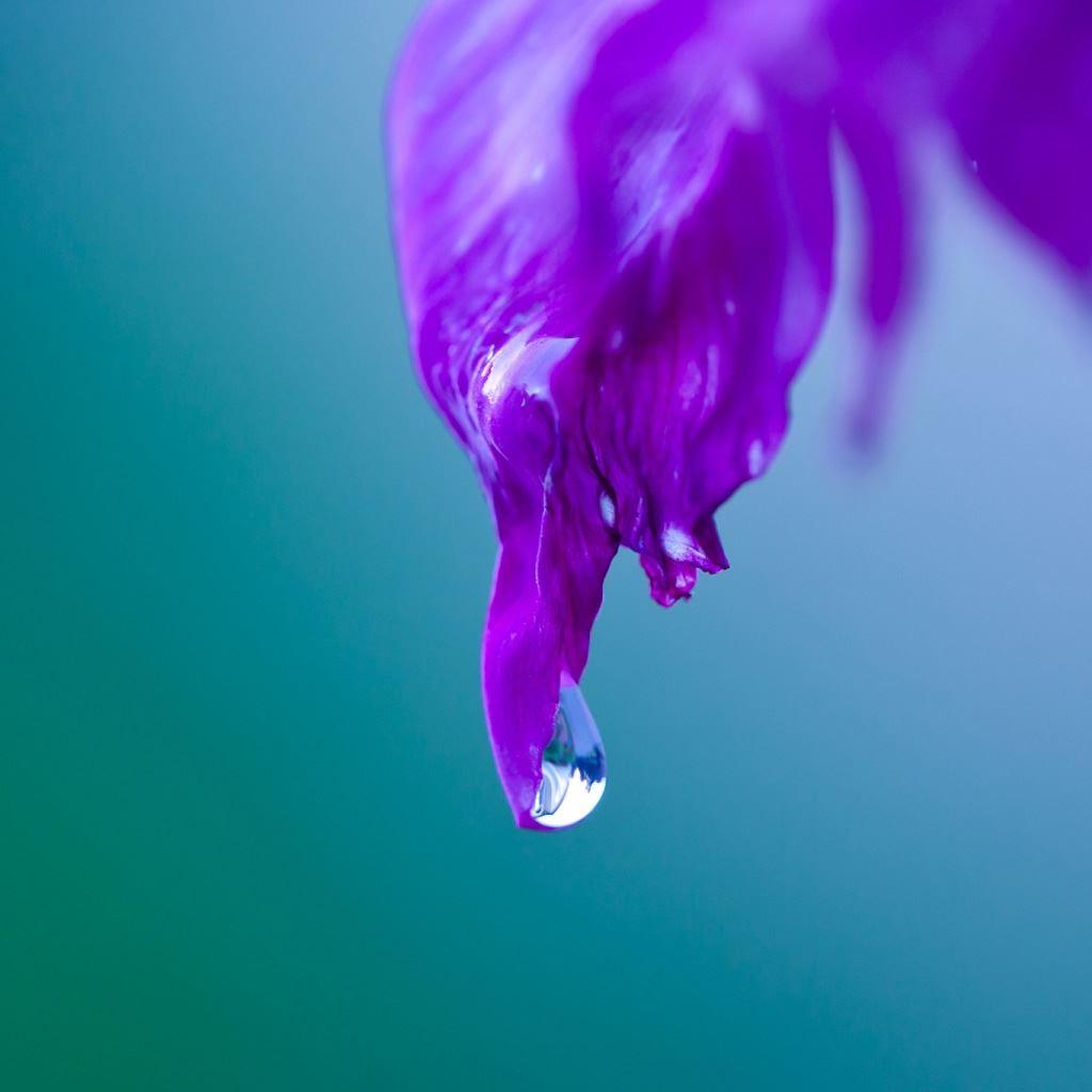 1024x1024 Purple Leaf Macro iPad Wallpaper Free Download