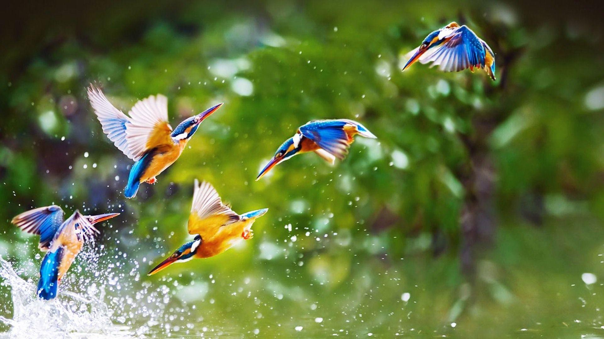 1920x1080 4k The Flight Of A Bird Wallpaper HD Wallpaper Birds HD Wallpaper & Background Download