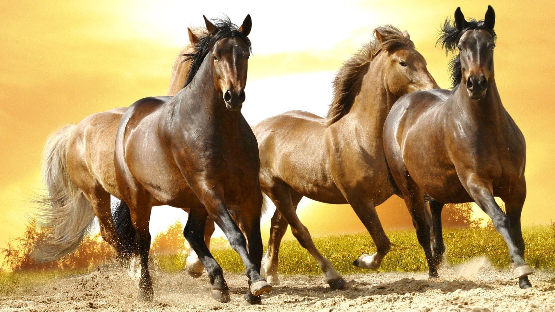 1920x1080 Free download 57 Beautiful Horse Wallpaper [1920x1080] for your Desktop, Mobile & Tablet. Explore Beautiful Horse Desktop Wallpaper. Beautiful Horse Wallpaper, Beautiful Horse Wallpaper, Beautiful Horse Wallpaper Desktop