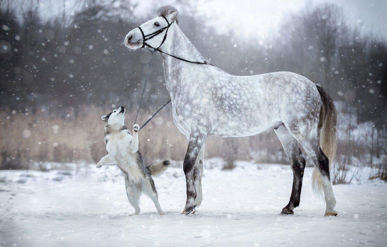 1332x850 Wallpaper winter, snow, horse, dog, bridle image for desktop, section животные