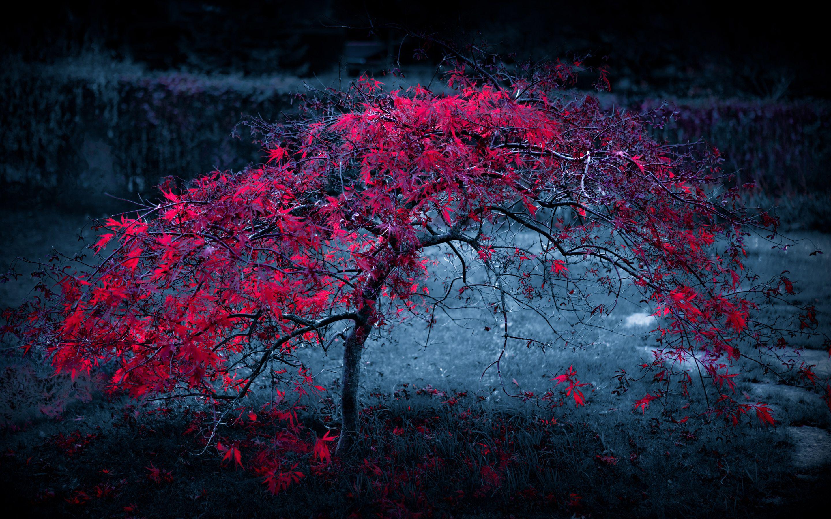 2880x1800 Autumn Tree Purple Leaves Wide Wallpaper